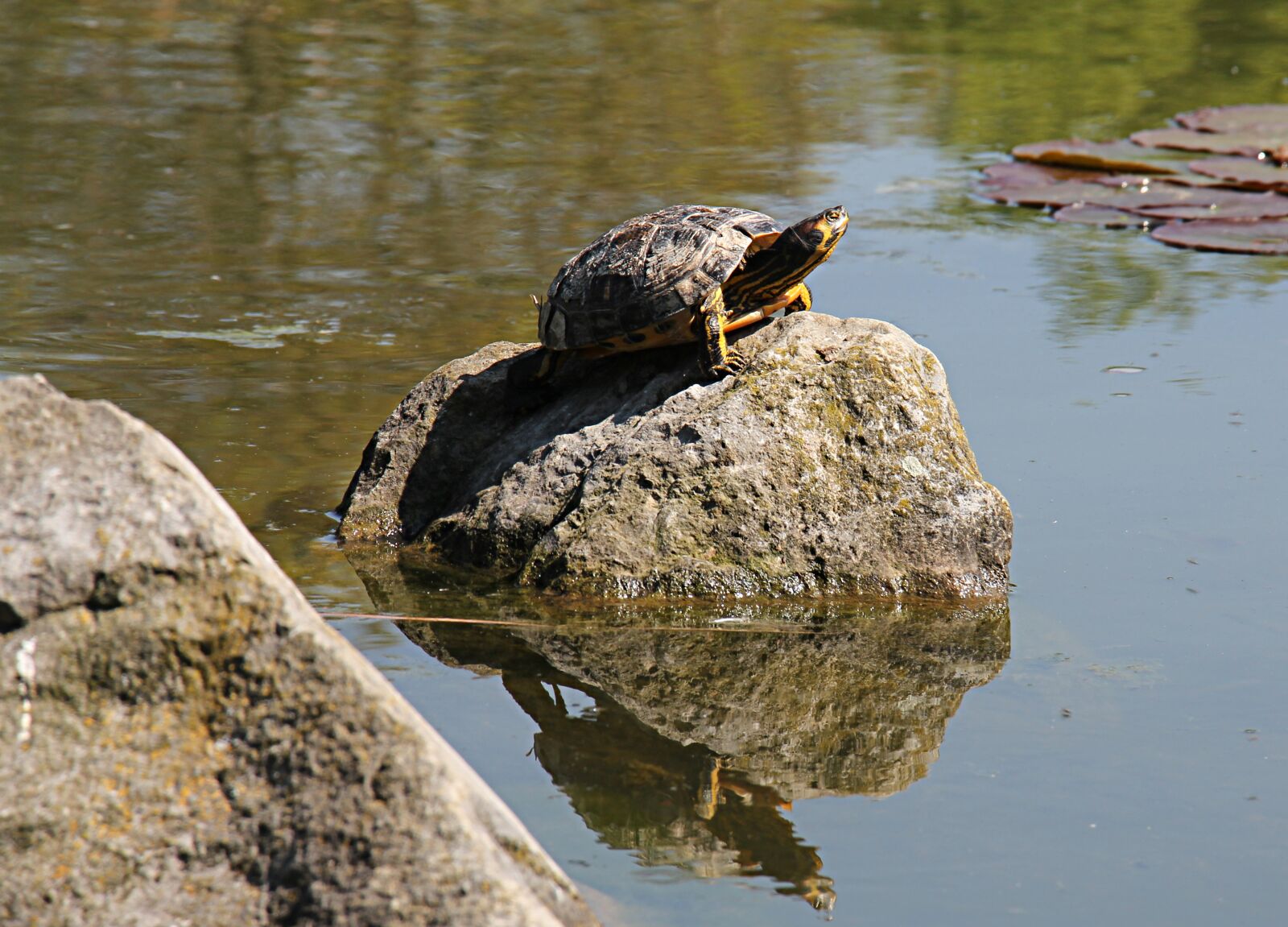 Canon EF-S 18-135mm F3.5-5.6 IS USM sample photo. Turtle, aquatic, aquatic animal photography