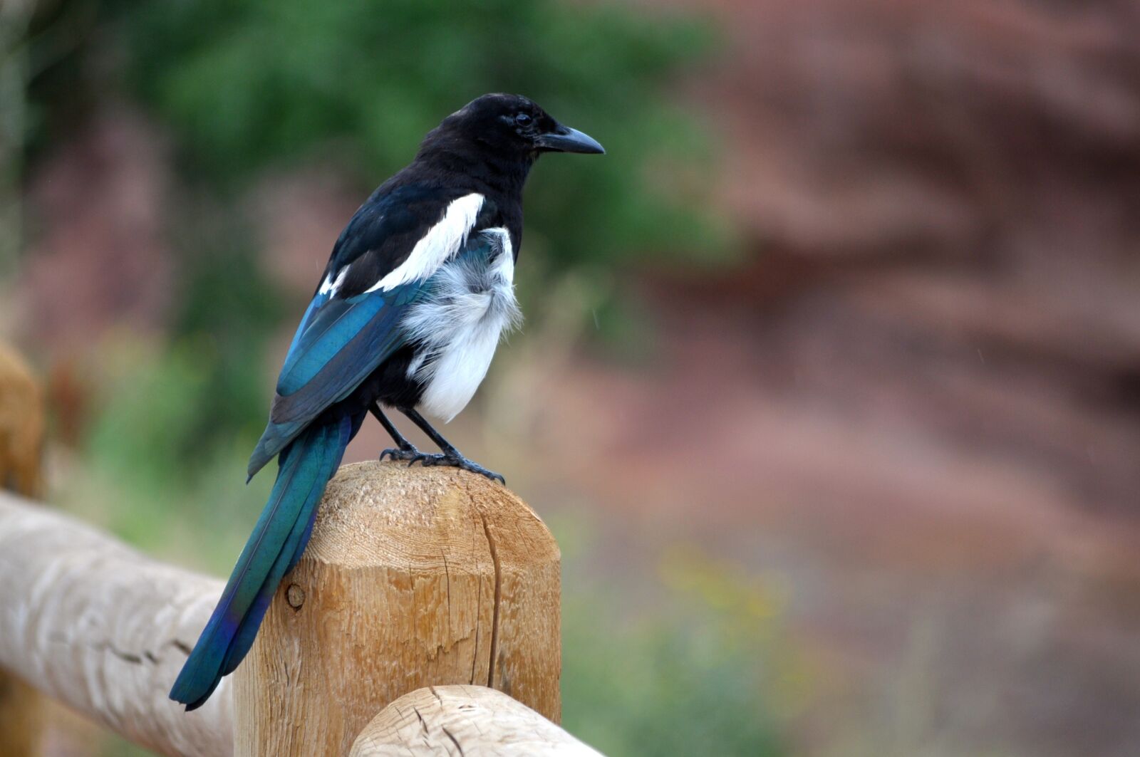 Nikon D5000 sample photo. Magpie, bird, wildlife photography