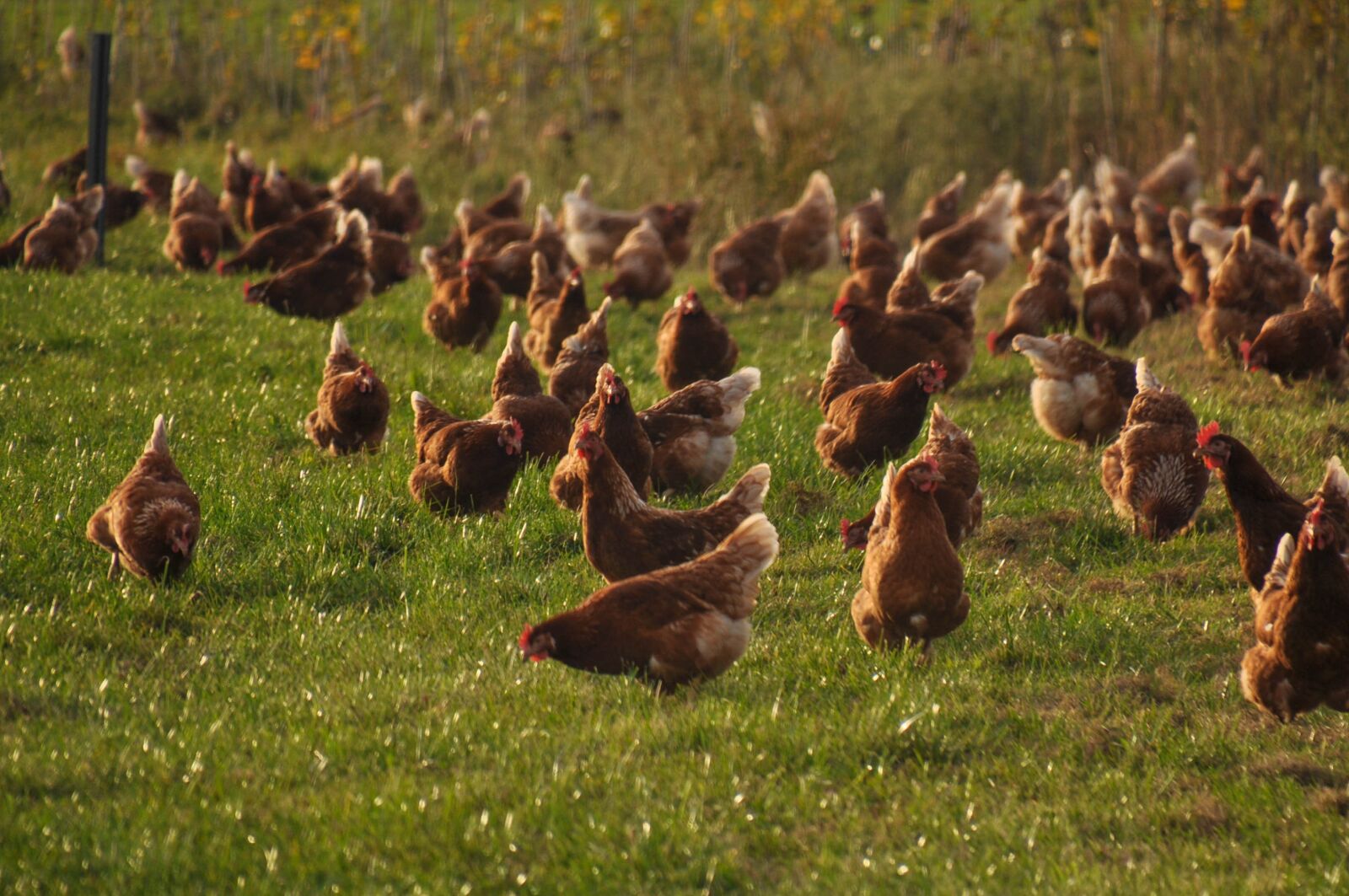 Nikon D90 sample photo. Chickens, chicken, farm photography