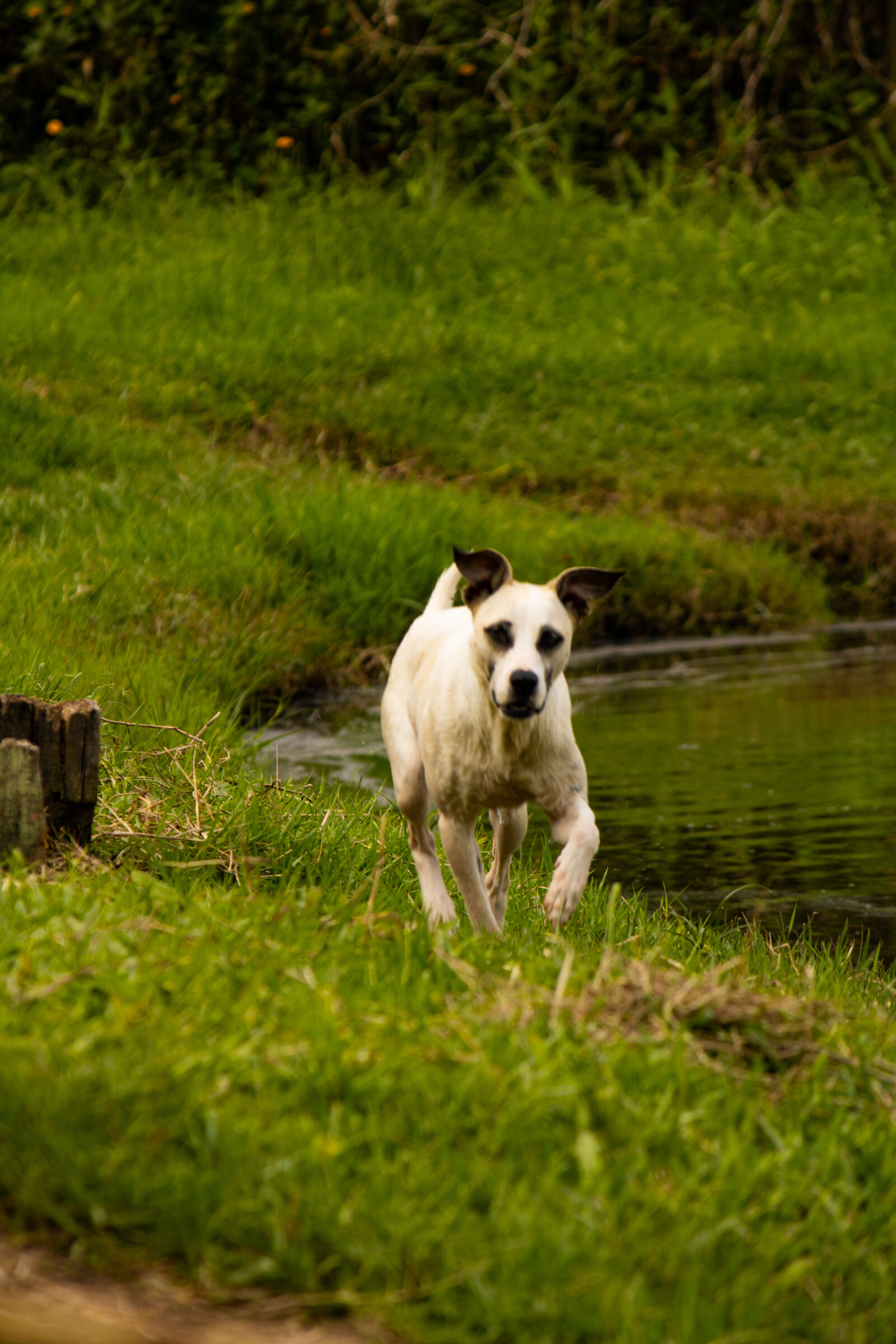 Canon EF-S 55-250mm F4-5.6 IS II sample photo. Dog running photography