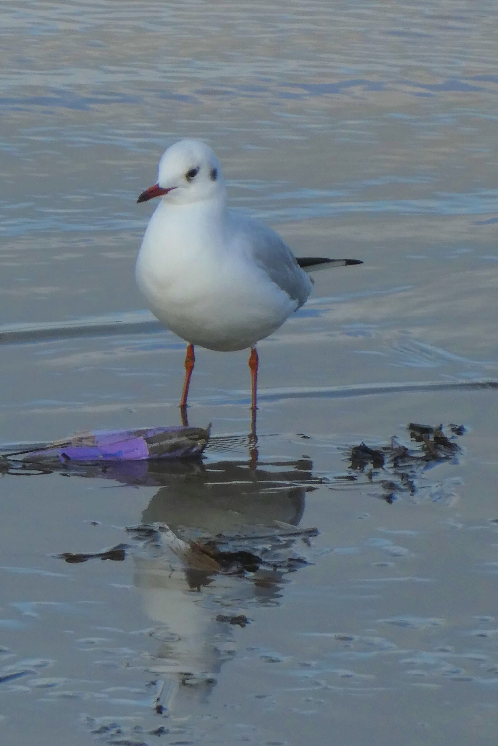 Panasonic Lumix DC-ZS70 (Lumix DC-TZ90) sample photo. Seagull, water, bird photography