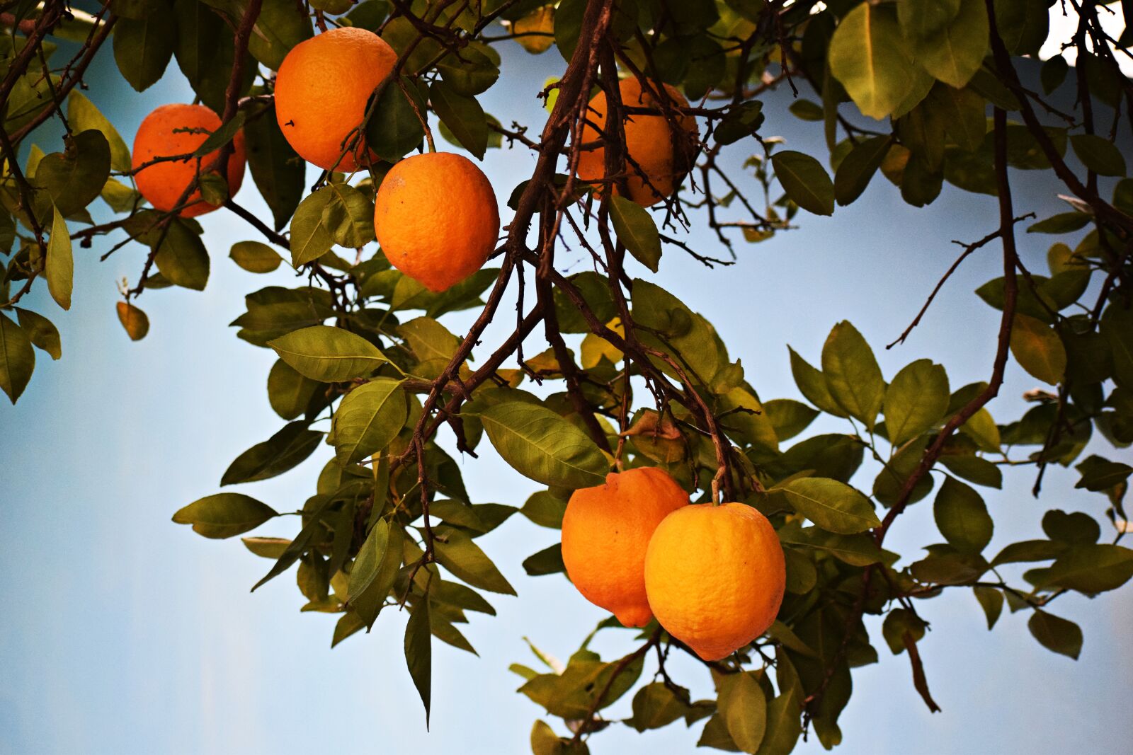 Nikon D3300 sample photo. Citrus, food, orange photography