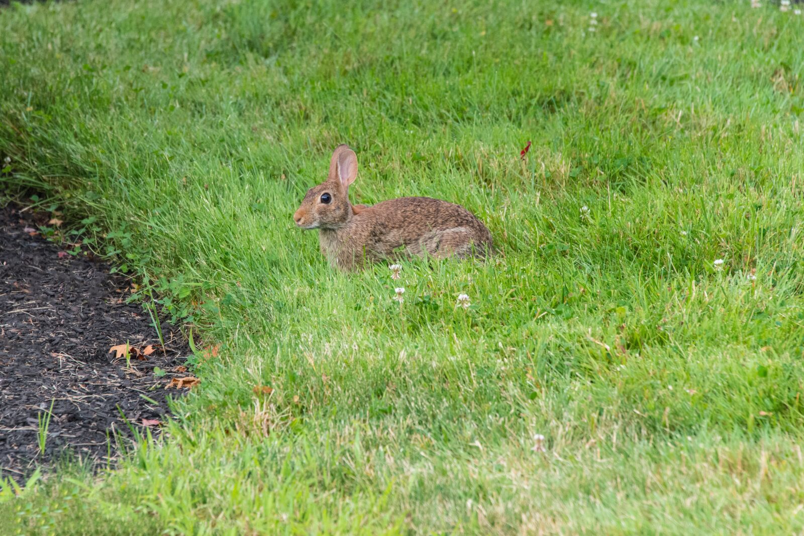 Nikon D800 sample photo. Rabbit, bunny, wildlife photography