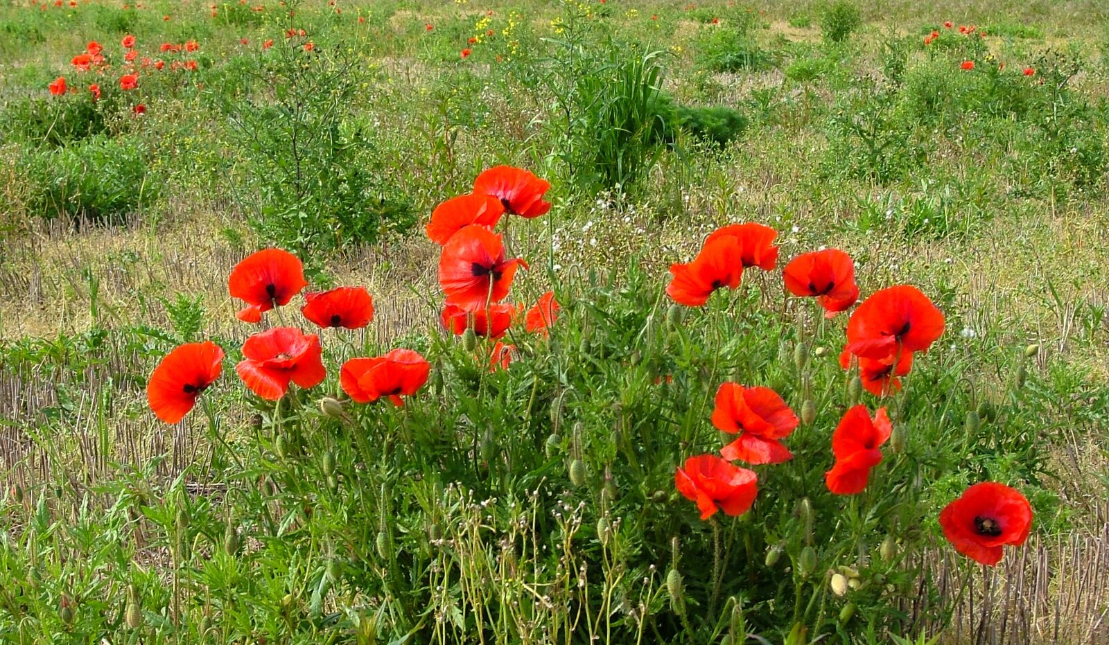Fujifilm FinePix S5000 sample photo. Poppies, flowers, nature photography