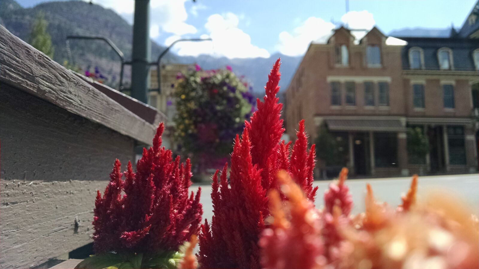Motorola XT1080 sample photo. Blurred, background, flowers photography