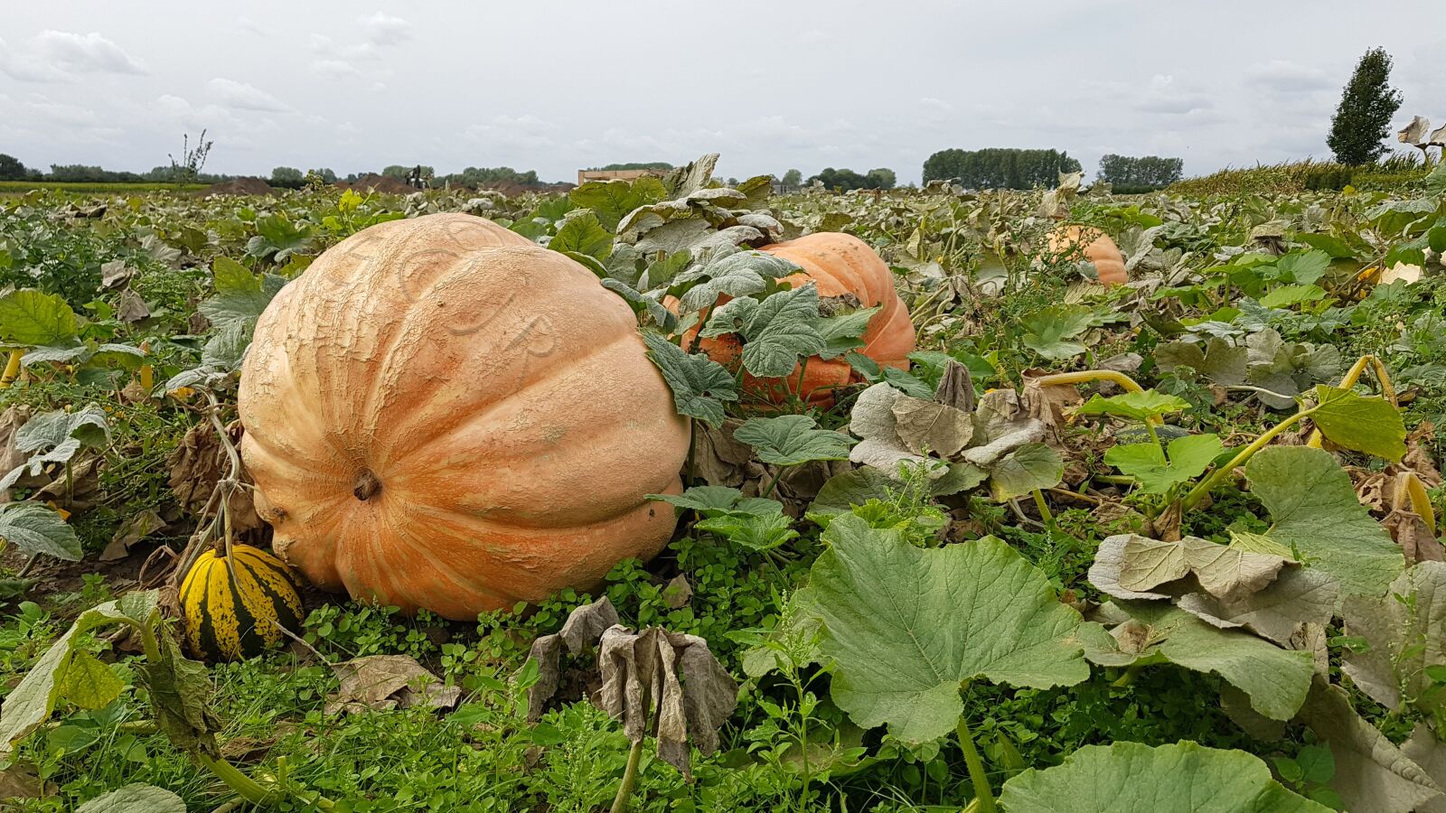 Samsung Galaxy S8+ sample photo. Pumpkins, pompoenenveld, harvest photography