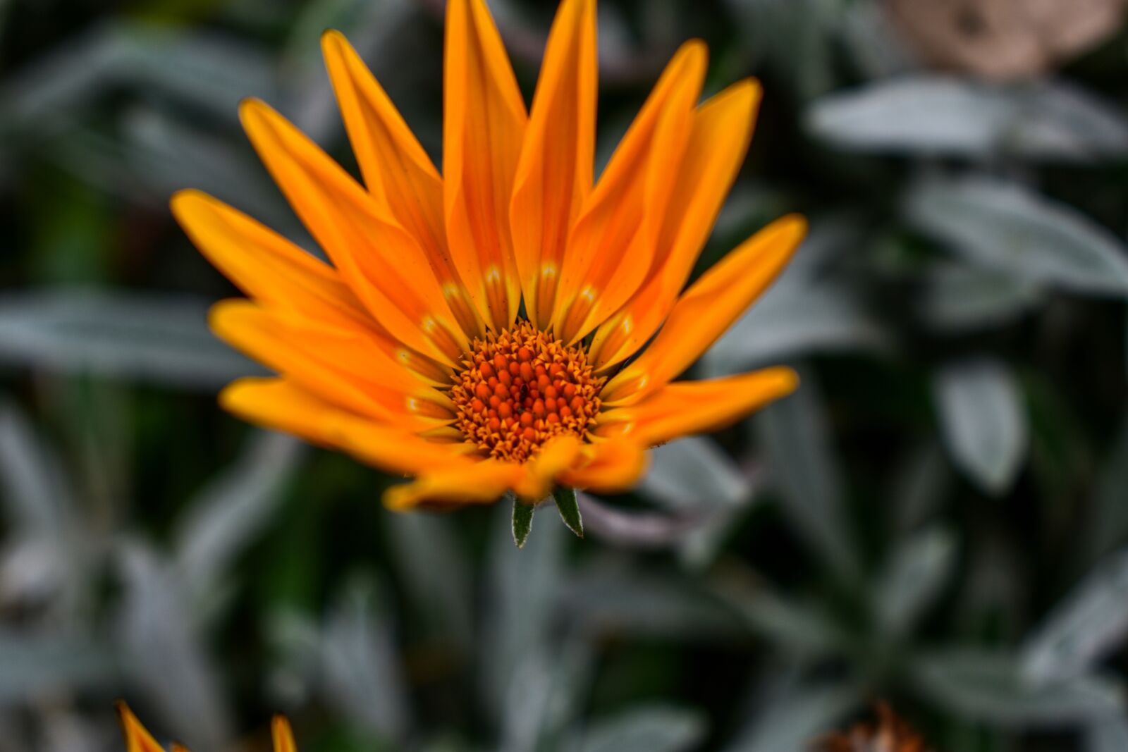 Nikon D3400 sample photo. Nature, plant, flower photography