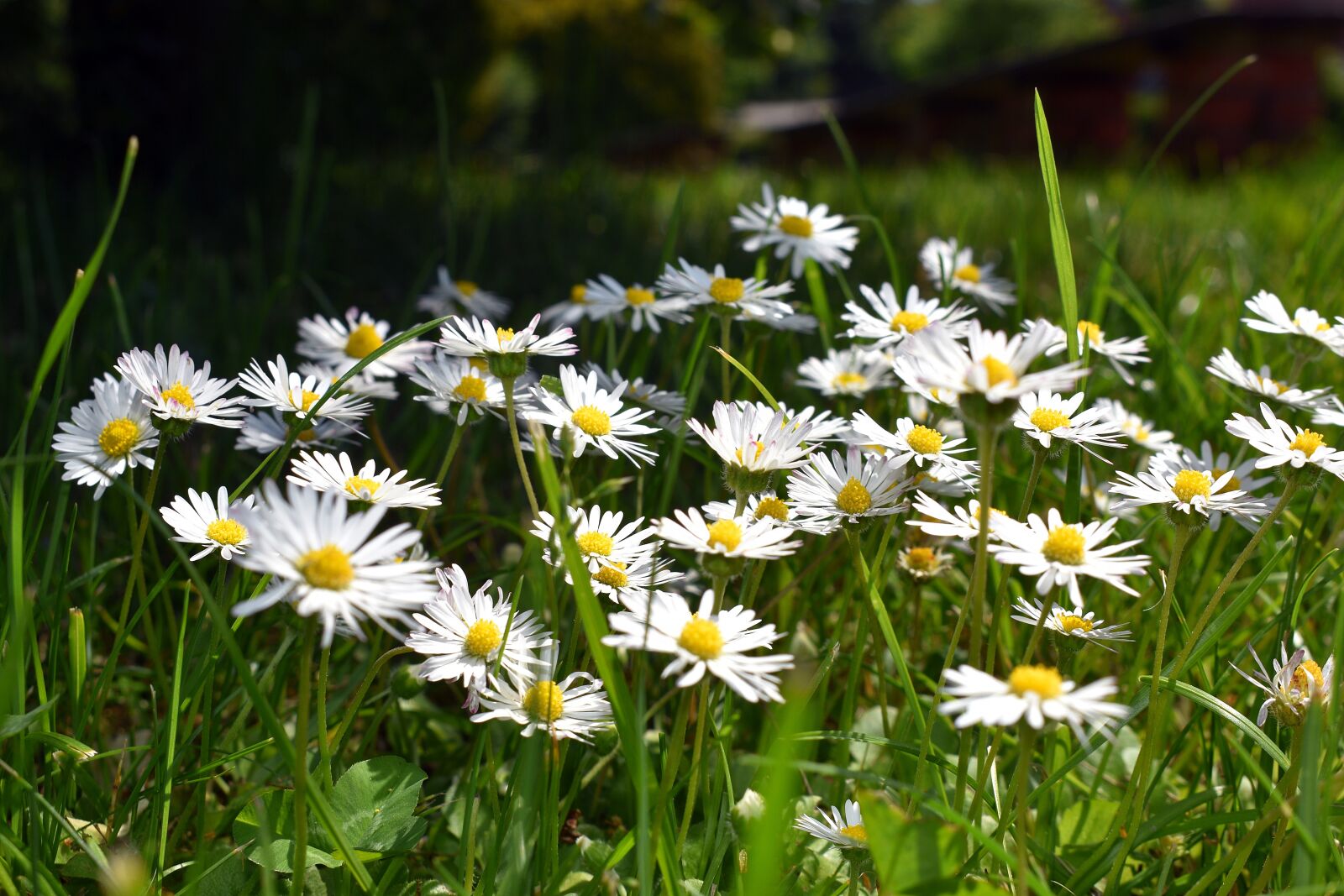 Nikon D3400 sample photo. Flowers, spring, flower photography