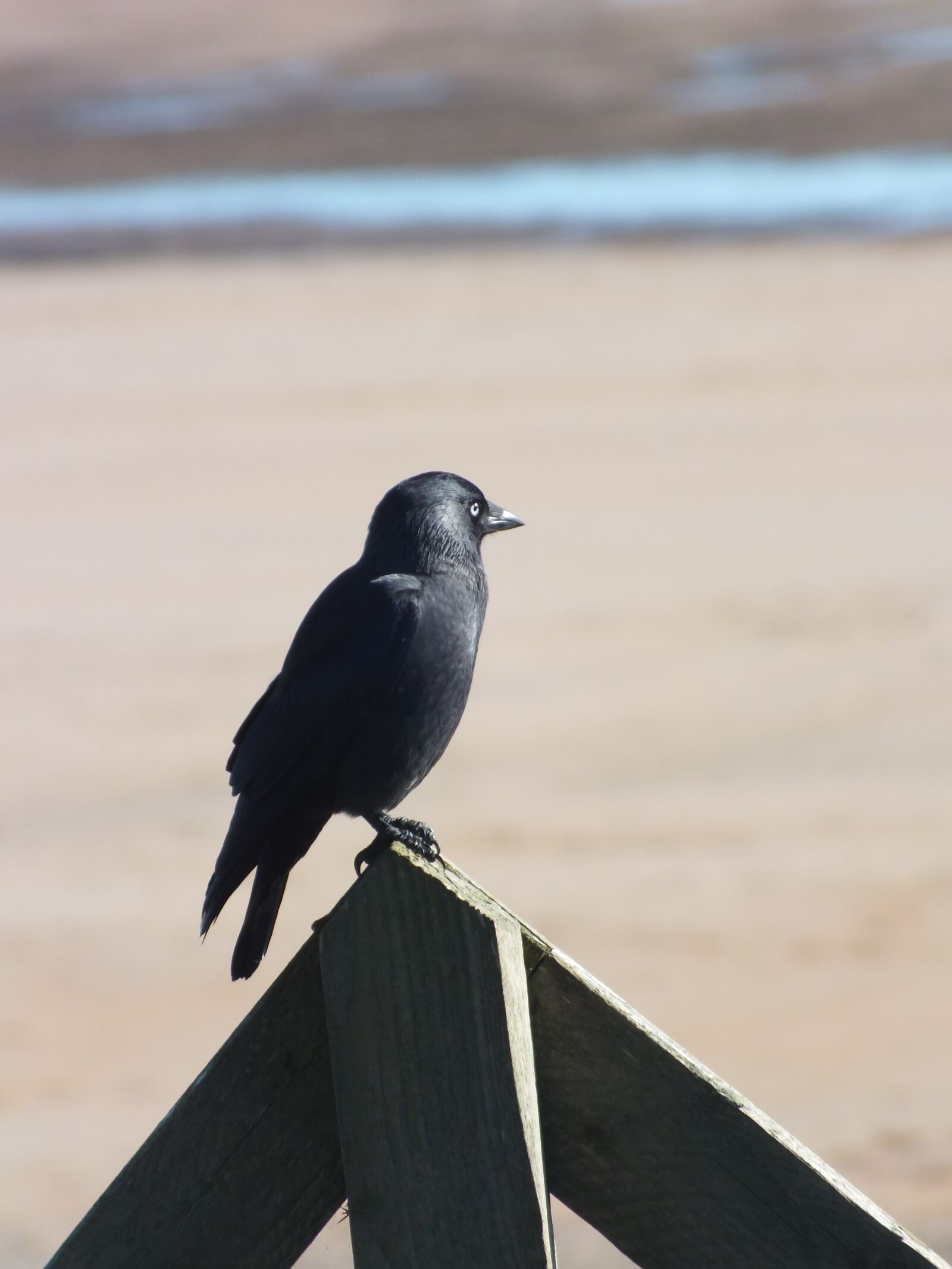 FujiFilm FinePix HS20 EXR (FinePix HS22 EXR) sample photo. Crow, bird, black photography