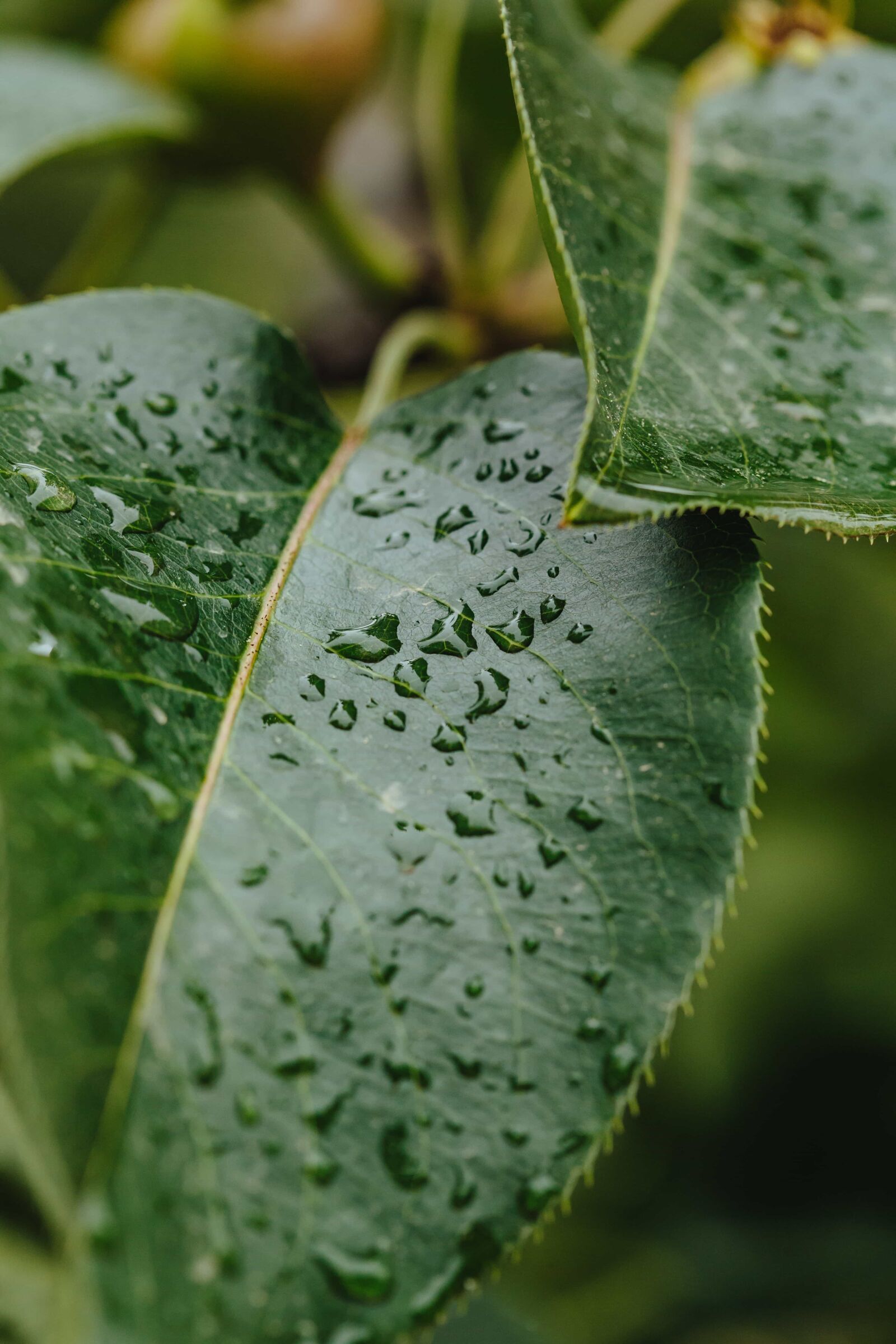 Canon EF 100mm F2.8 Macro USM sample photo. Green leaves, greenish yellow photography