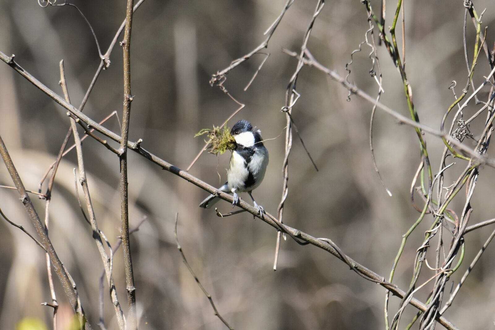 Nikon D7200 sample photo. Animal, forest, wood photography