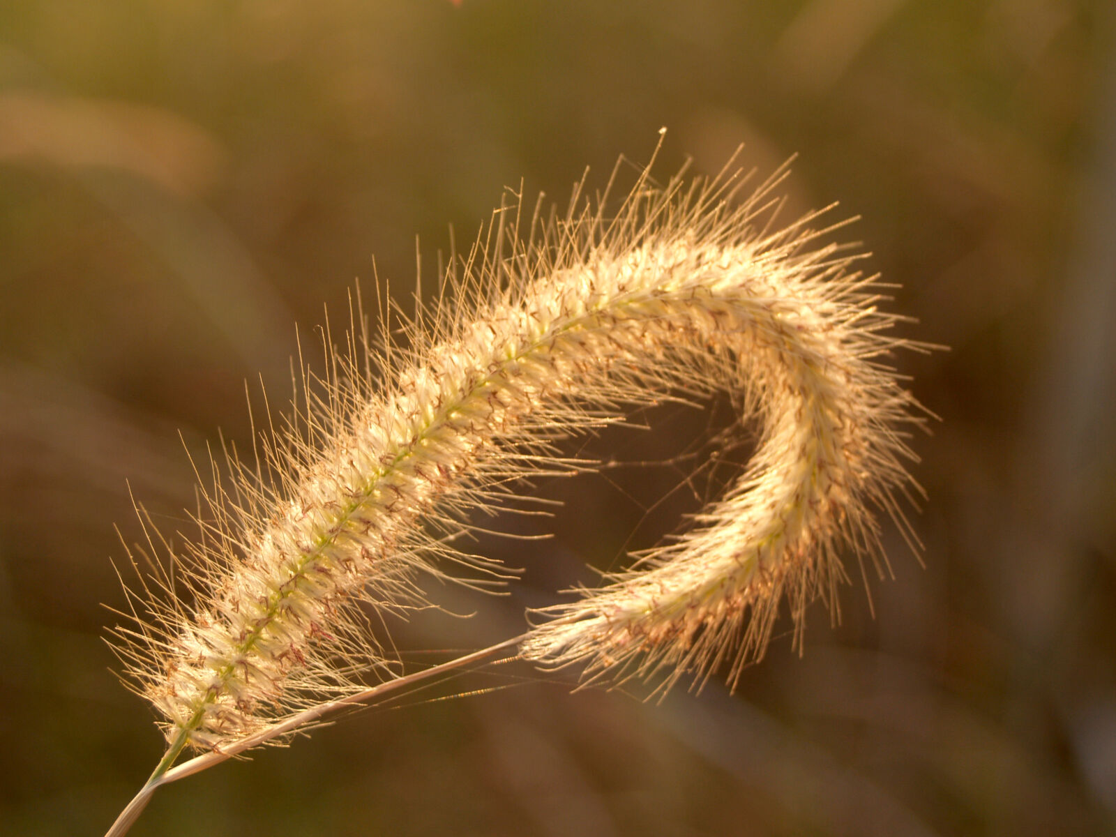 Olympus E-300 (EVOLT E-300) sample photo. Background, beautiful, beauty, bloom photography