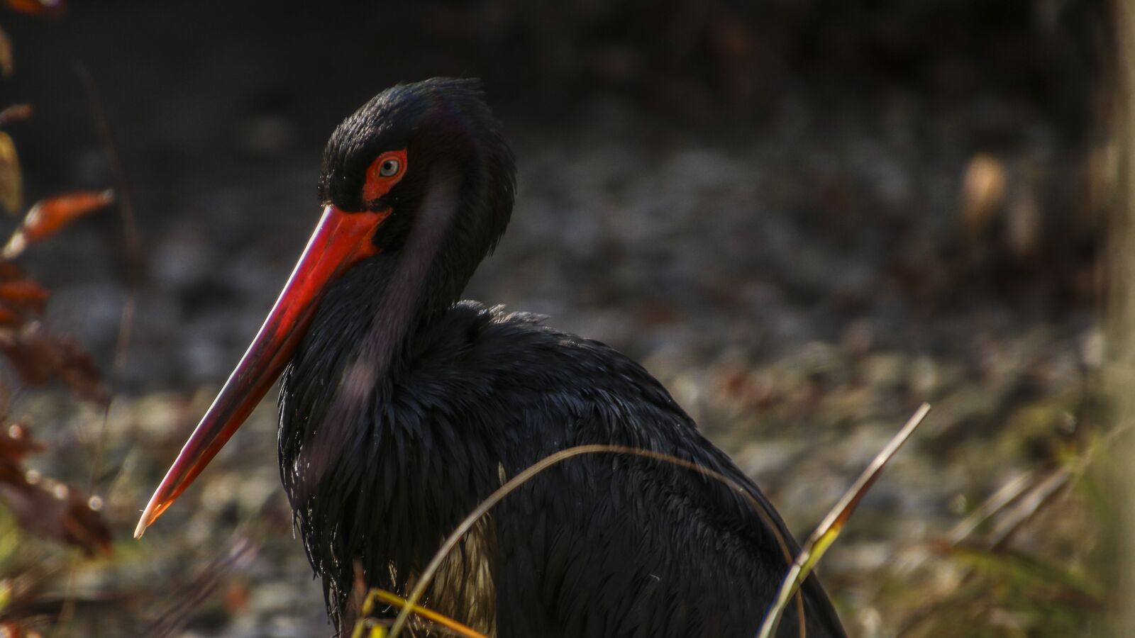 Canon EOS 70D sample photo. Black stork, stork, bird photography