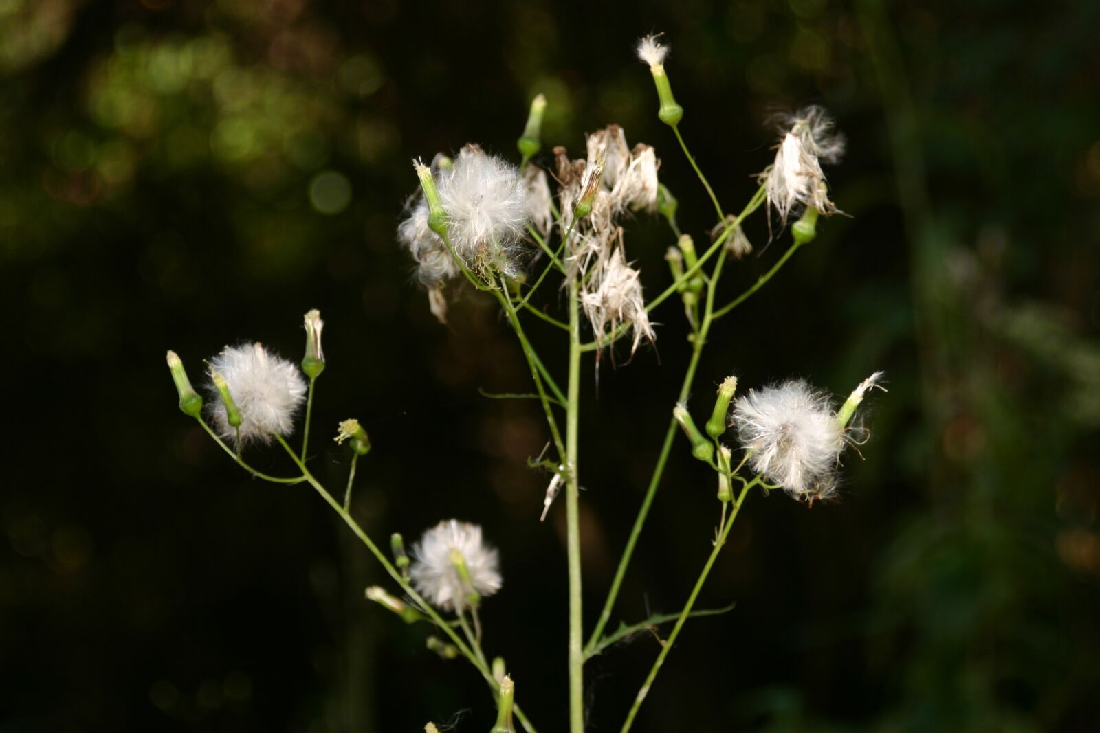 Canon EOS 300D (EOS Digital Rebel / EOS Kiss Digital) sample photo. Nature, wildflower, outdoor photography