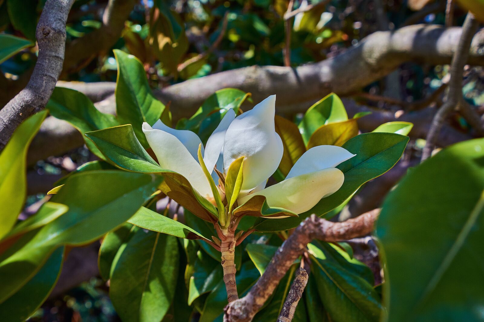 Nikon D7200 sample photo. Flower, white, floral photography