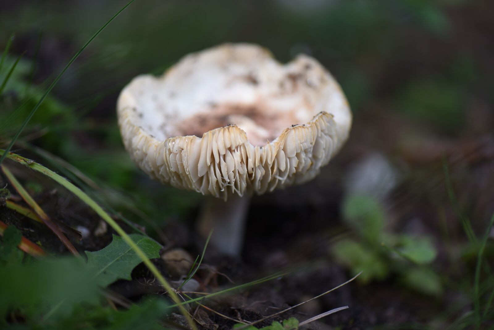 Nikon D750 sample photo. Mushroom, nature, wilderness photography