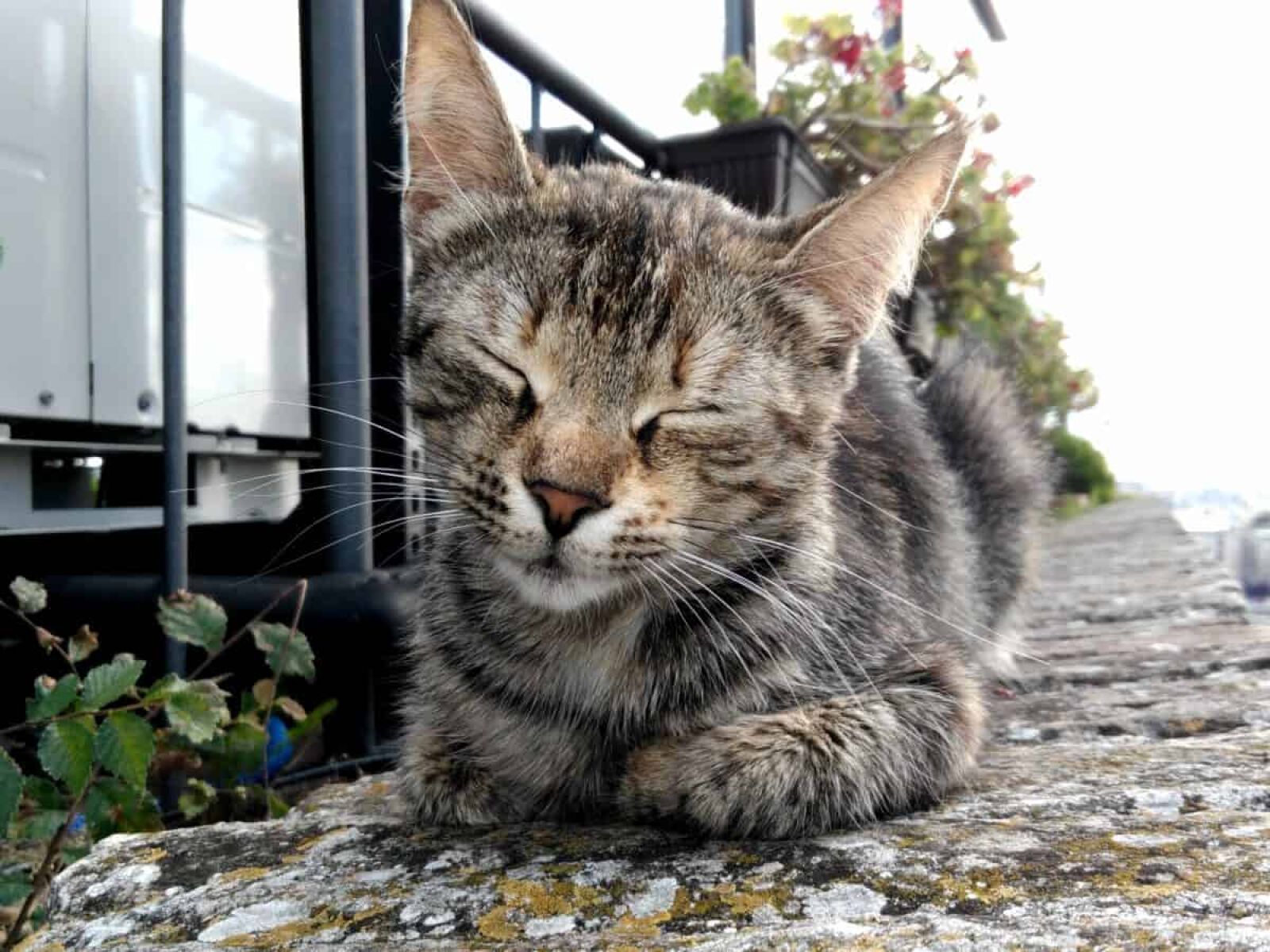 Lenovo S60-A sample photo. Domestic cat, nature, fur photography