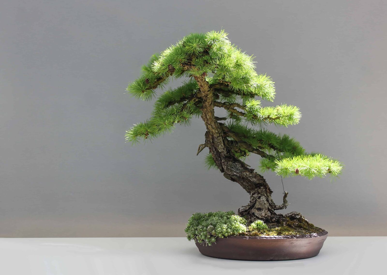 Canon EOS 1100D (EOS Rebel T3 / EOS Kiss X50) sample photo. Evergreen, tree, leaf, bonsai photography