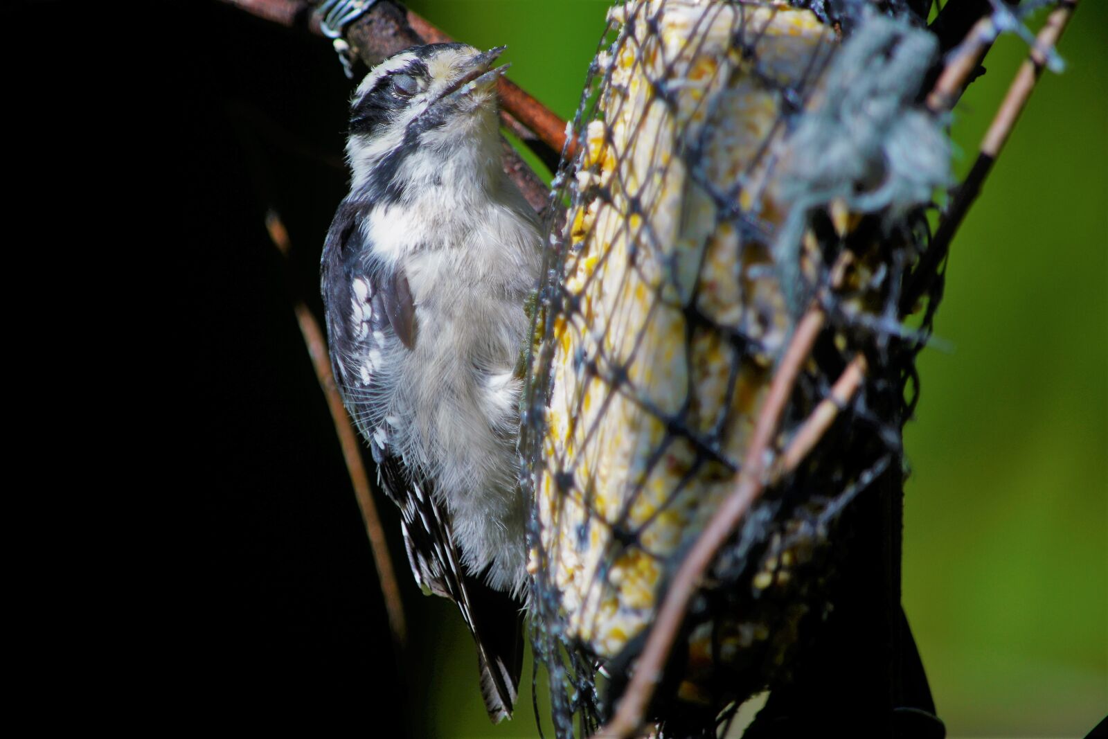 Nikon D7100 sample photo. Bird, woodpecker, downy woodpecker photography