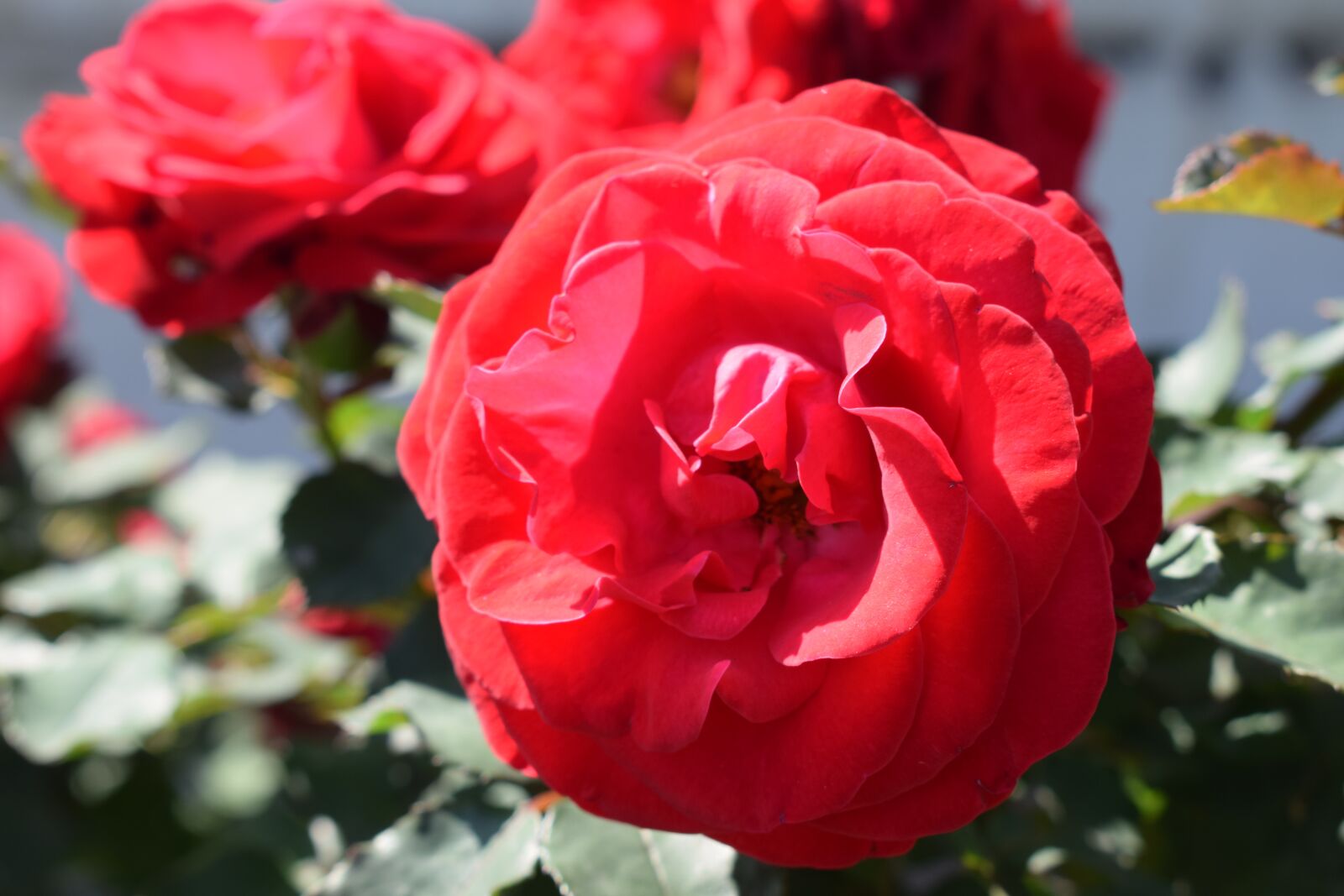 Nikon D5300 sample photo. Rose, red rose, romantic photography