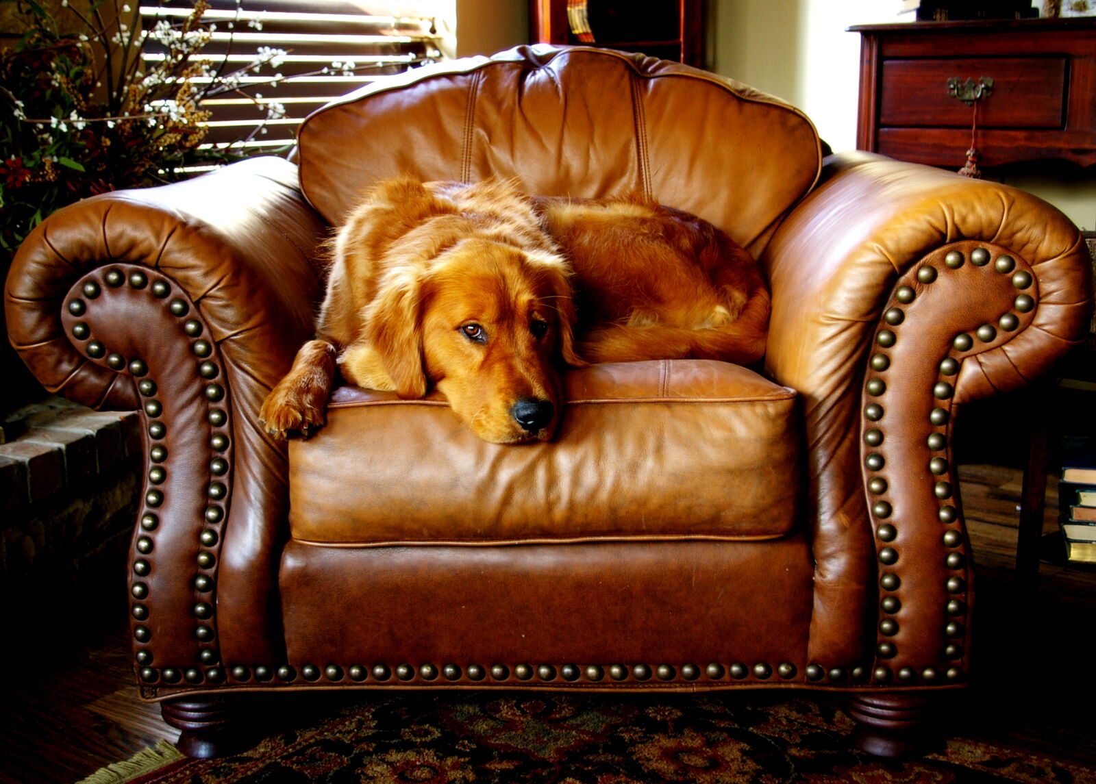 Pentax *ist DL sample photo. Canine, chair, cushion, dog photography