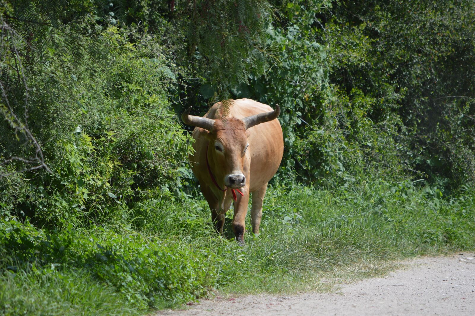 Nikon D3200 sample photo. Toro, animal, livestock photography