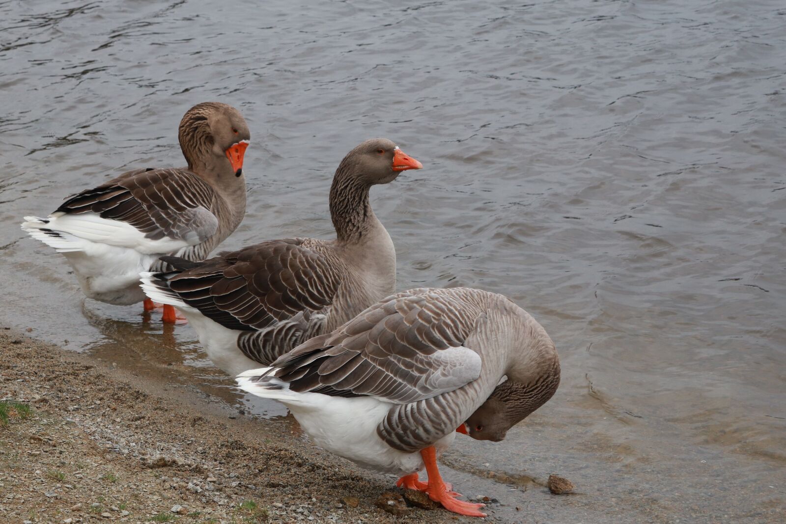 Canon PowerShot G1 X Mark III sample photo. Animals, geese, water photography