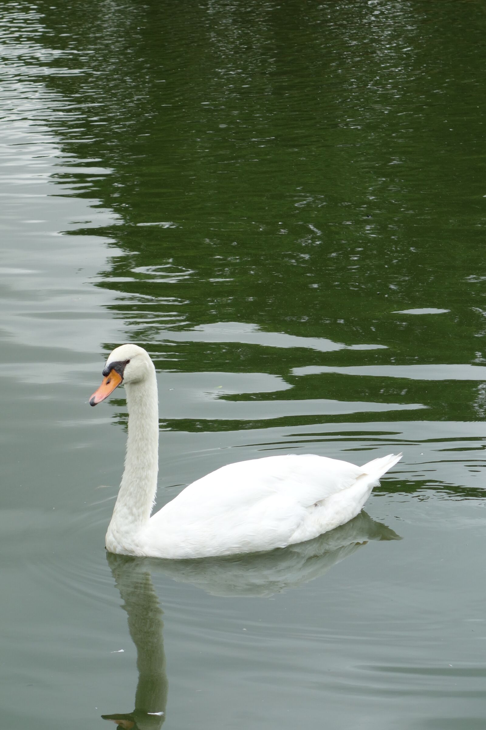 Sony Cyber-shot DSC-RX100 sample photo. Swan, park, sao paulo photography