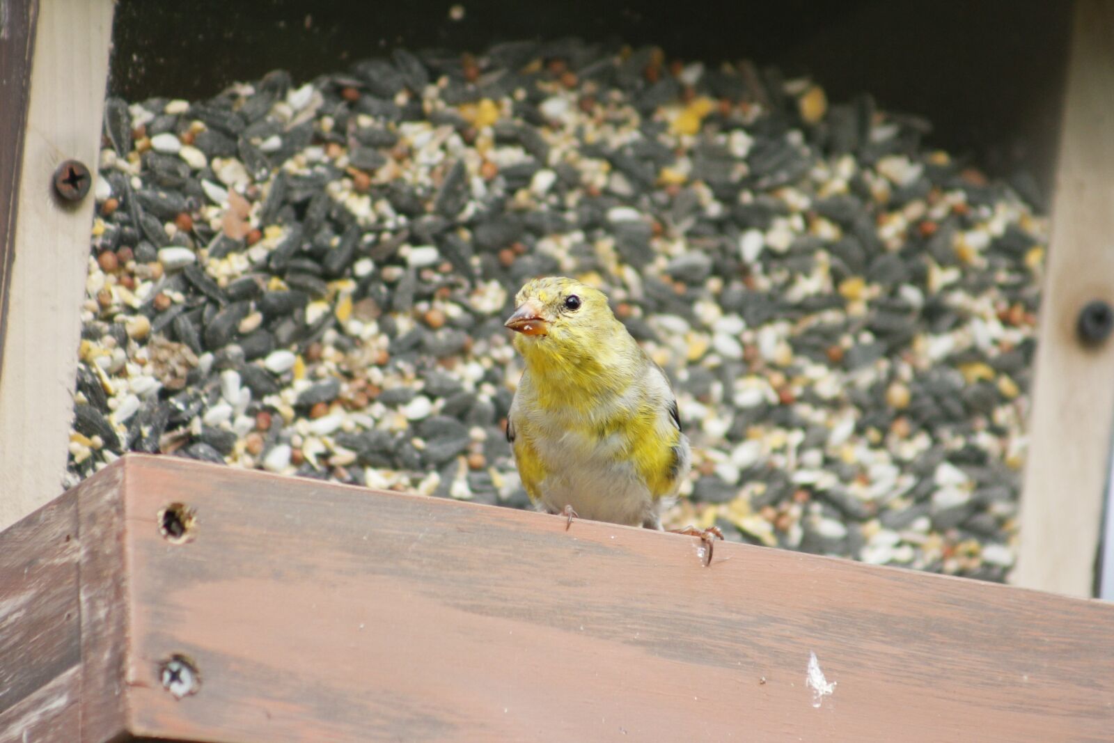 Canon EOS 550D (EOS Rebel T2i / EOS Kiss X4) sample photo. Nature, outdoors, bird photography