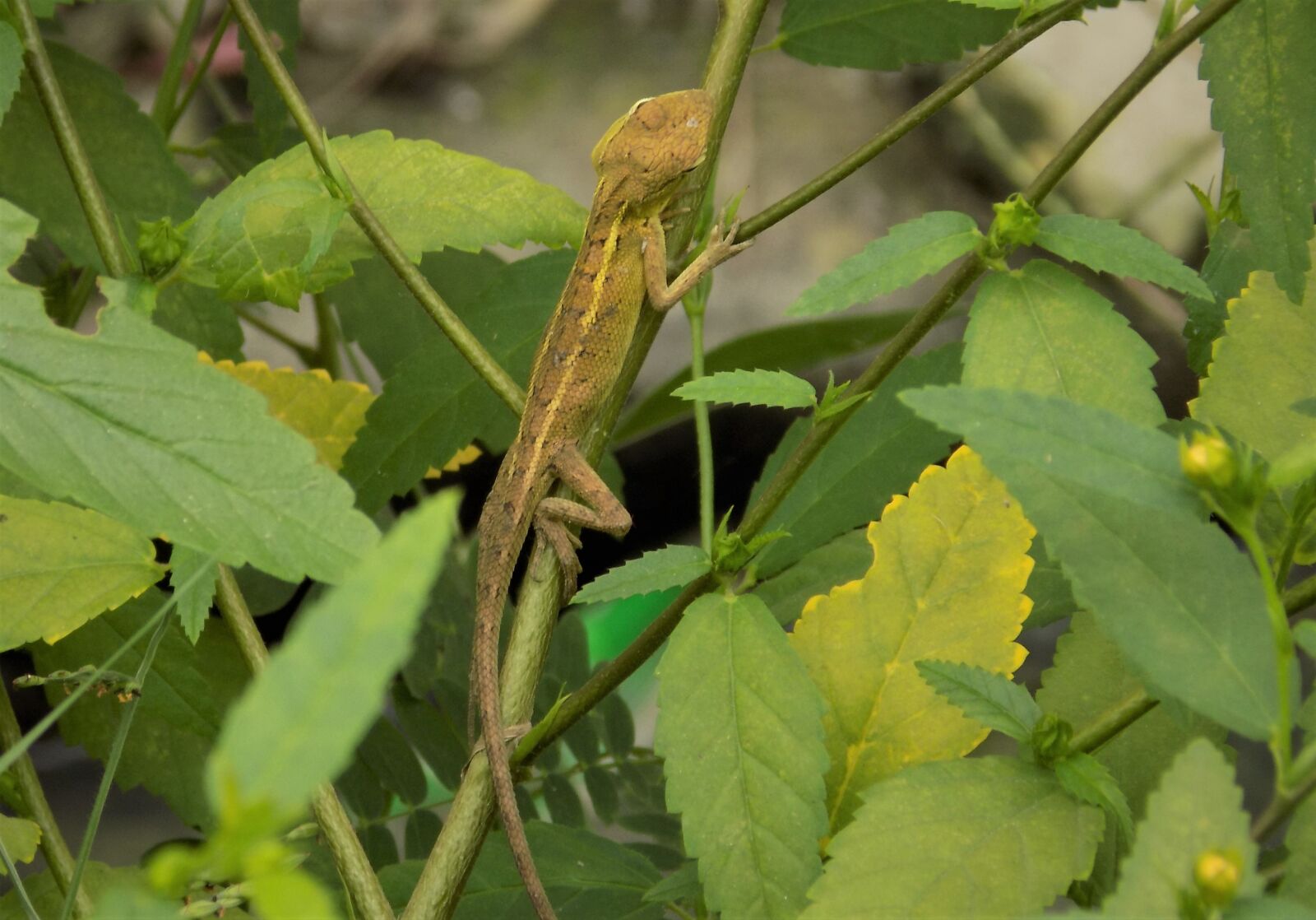 Nikon COOLPIX L340 sample photo. Chameleon, leaves, shrub photography