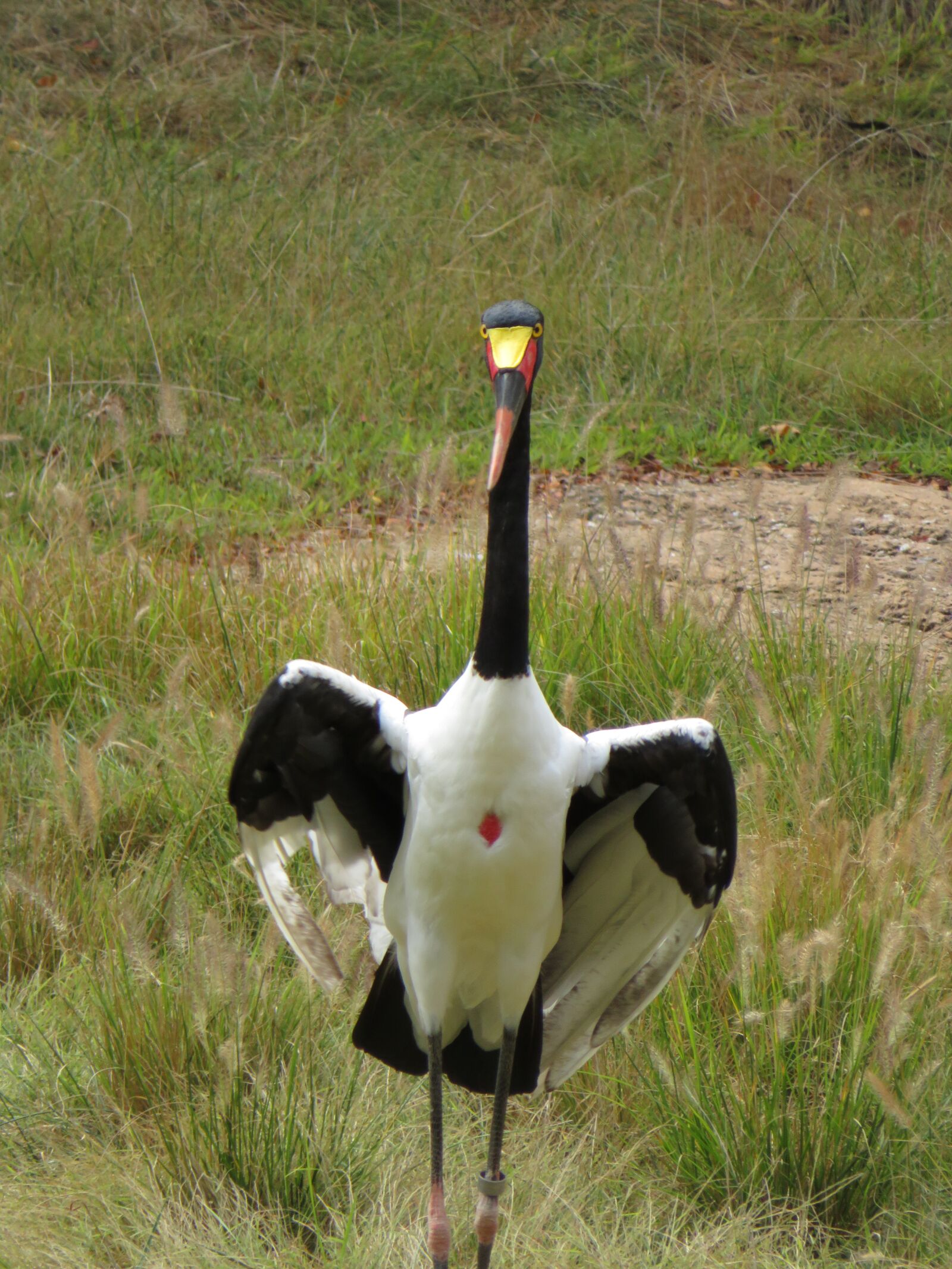 Canon PowerShot SX720 HS sample photo. Saddle, billed, stork photography