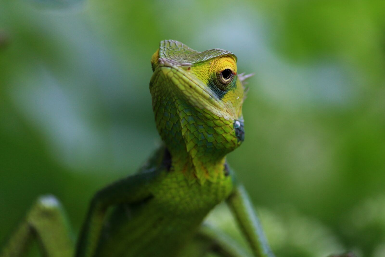 Canon EOS 700D (EOS Rebel T5i / EOS Kiss X7i) sample photo. Chameleon, animal, wild photography