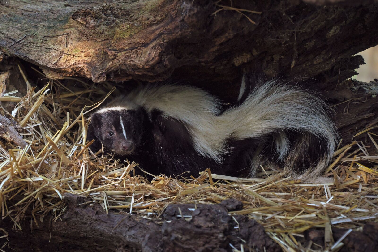 Nikon D500 sample photo. Skunk, stinky, animal photography