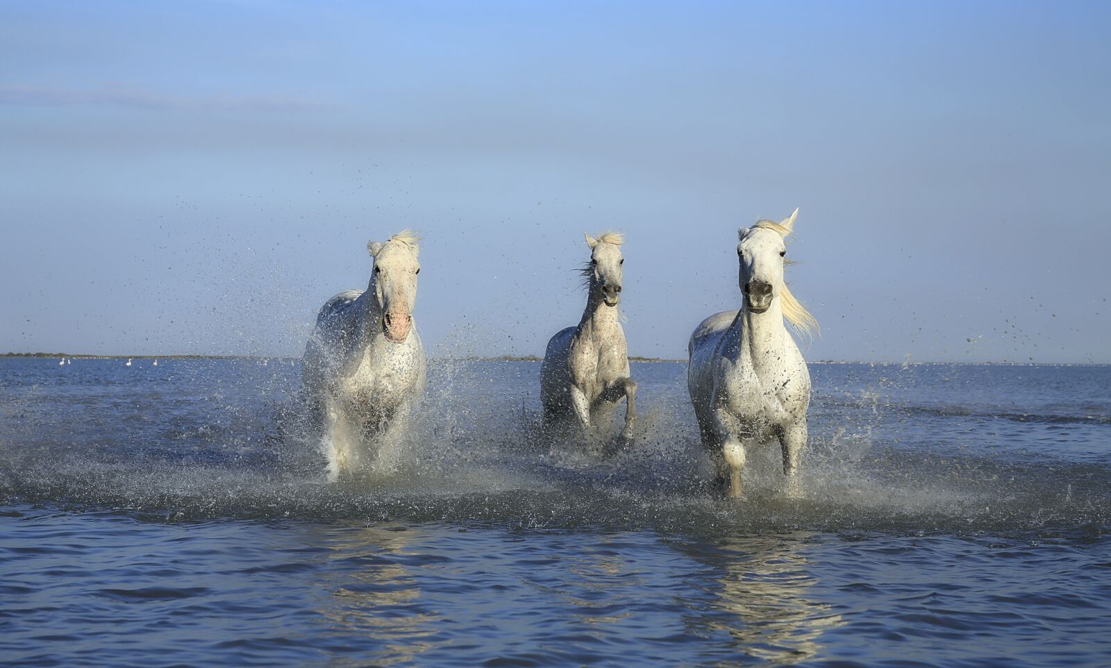 Canon EOS 5D Mark III sample photo. Horse, white horse, mane photography