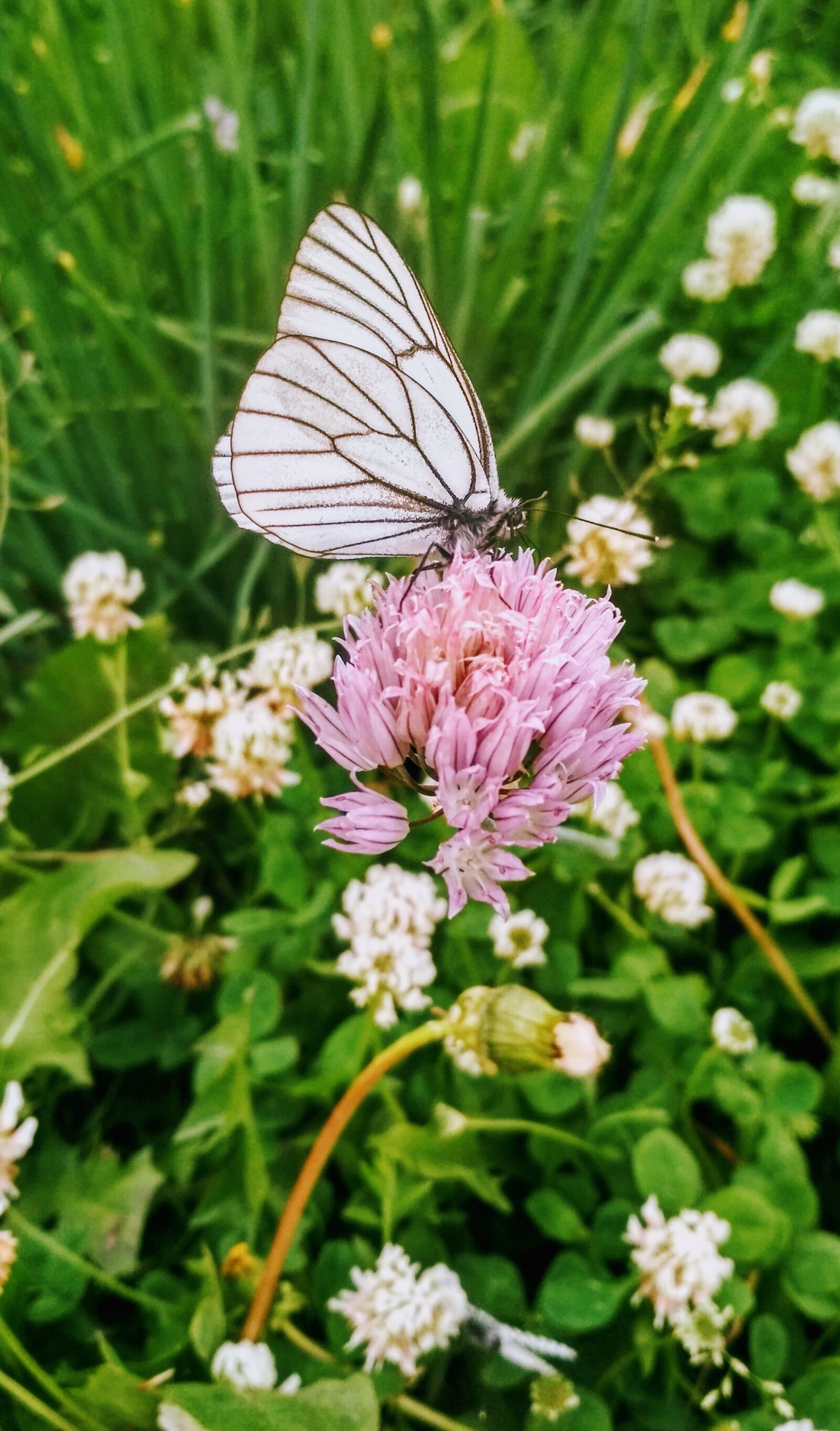 Xiaomi Redmi 4X sample photo. Pink, flowers, spring photography