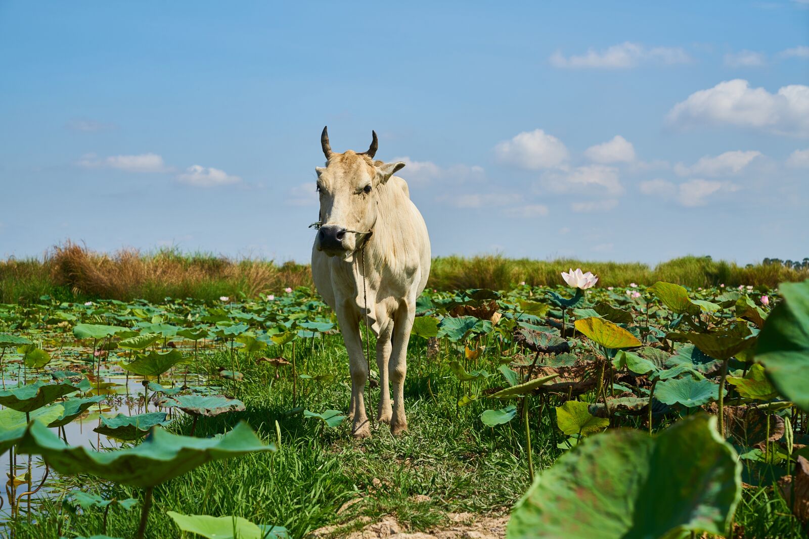 Sony a7R II sample photo. Cow, ox, nature photography