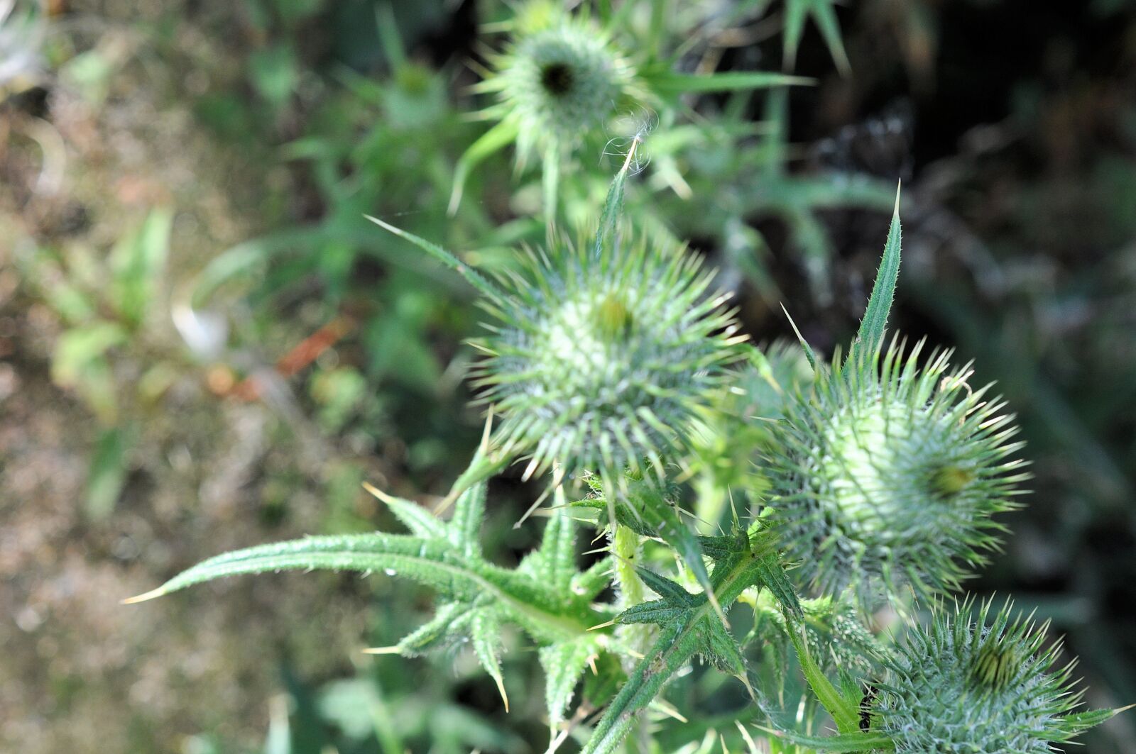 Nikon D90 sample photo. Thistle, nature, shrubs photography