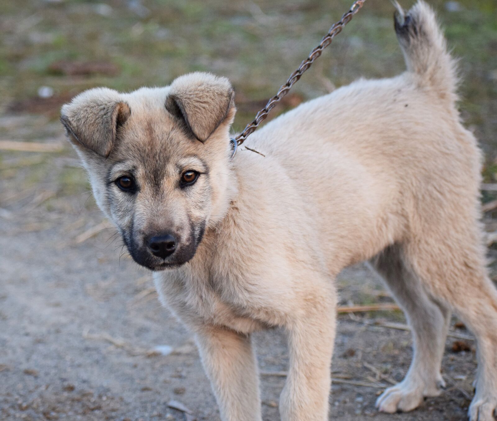 Nikon D3300 sample photo. Dog, pup, puppy photography