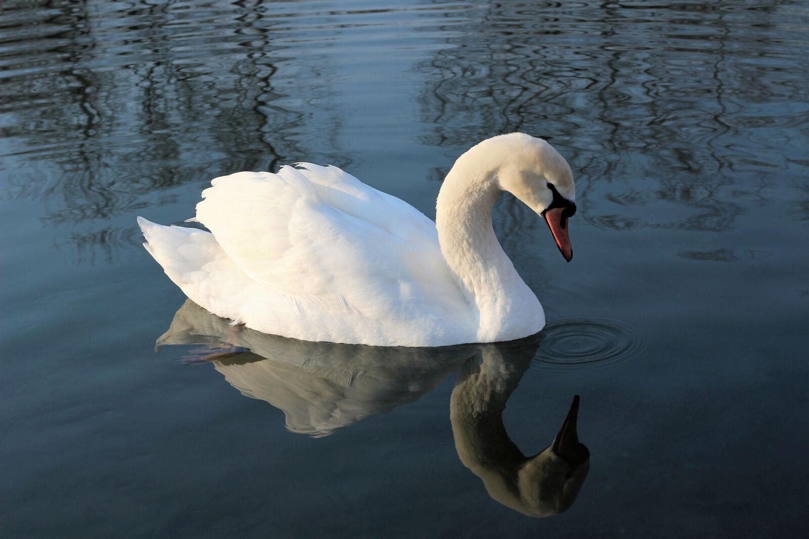 Canon EOS 600D (Rebel EOS T3i / EOS Kiss X5) + Canon EF 50mm F1.8 II sample photo. White swan, water, reflection photography