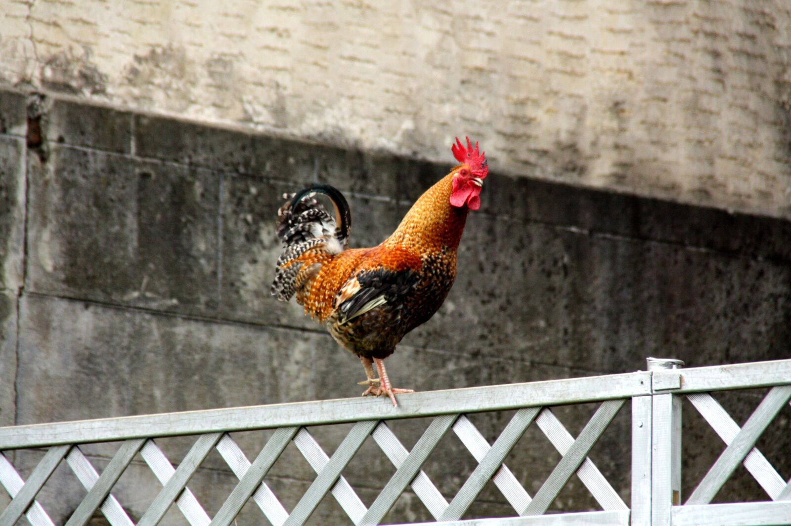 Canon EOS 450D (EOS Rebel XSi / EOS Kiss X2) sample photo. Hahn, chickens, outdoor photography