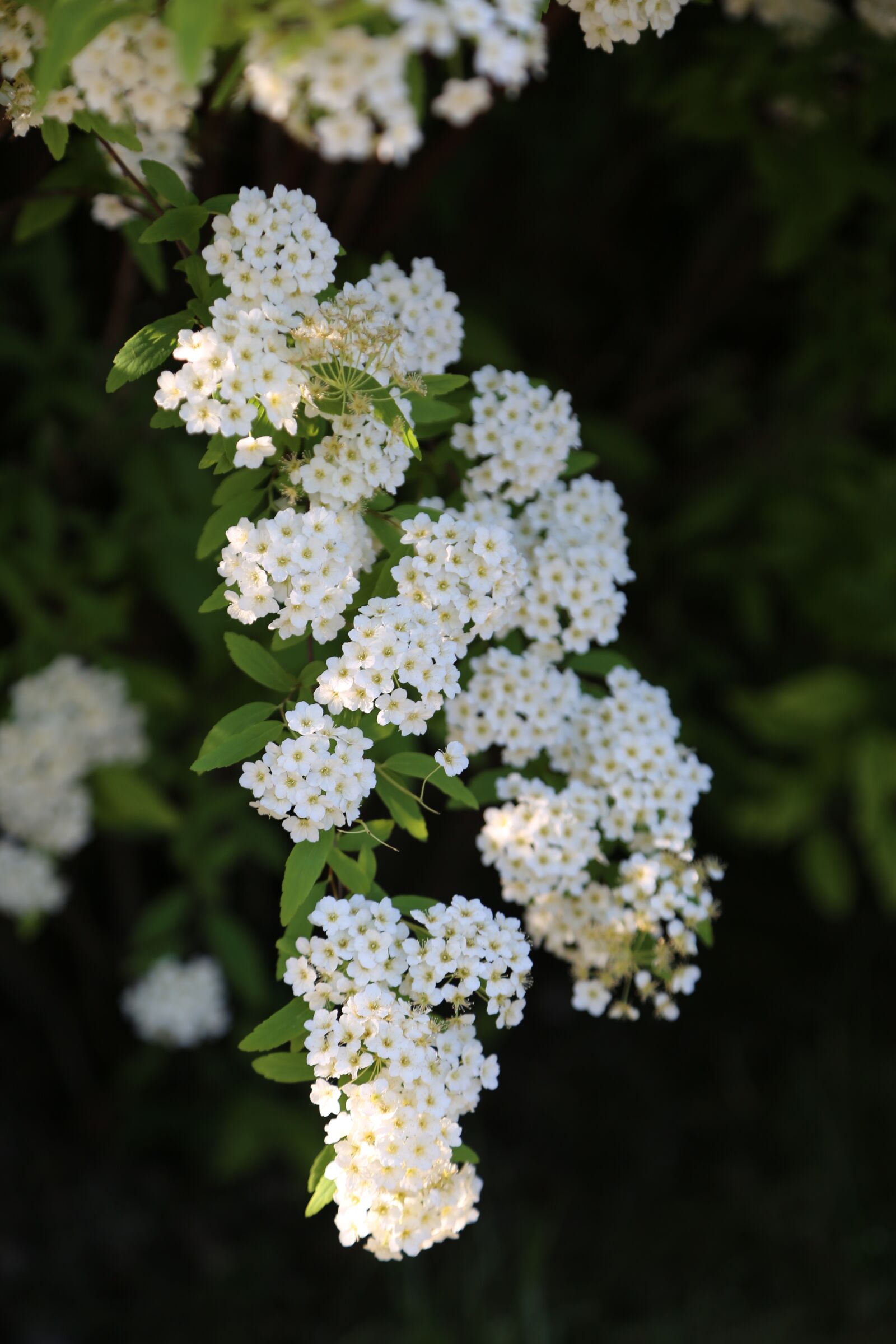 Canon EF 24-105mm F4L IS USM sample photo. Nature, plant, flower photography