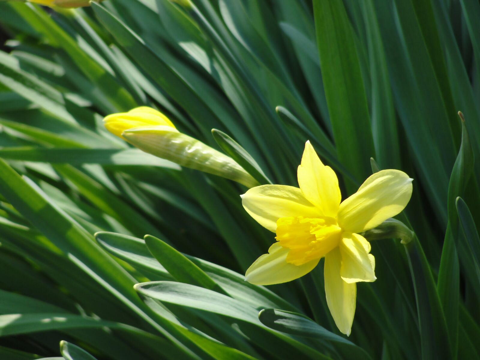 Sony Cyber-shot DSC-H20 sample photo. Narcissus, flower, spring photography