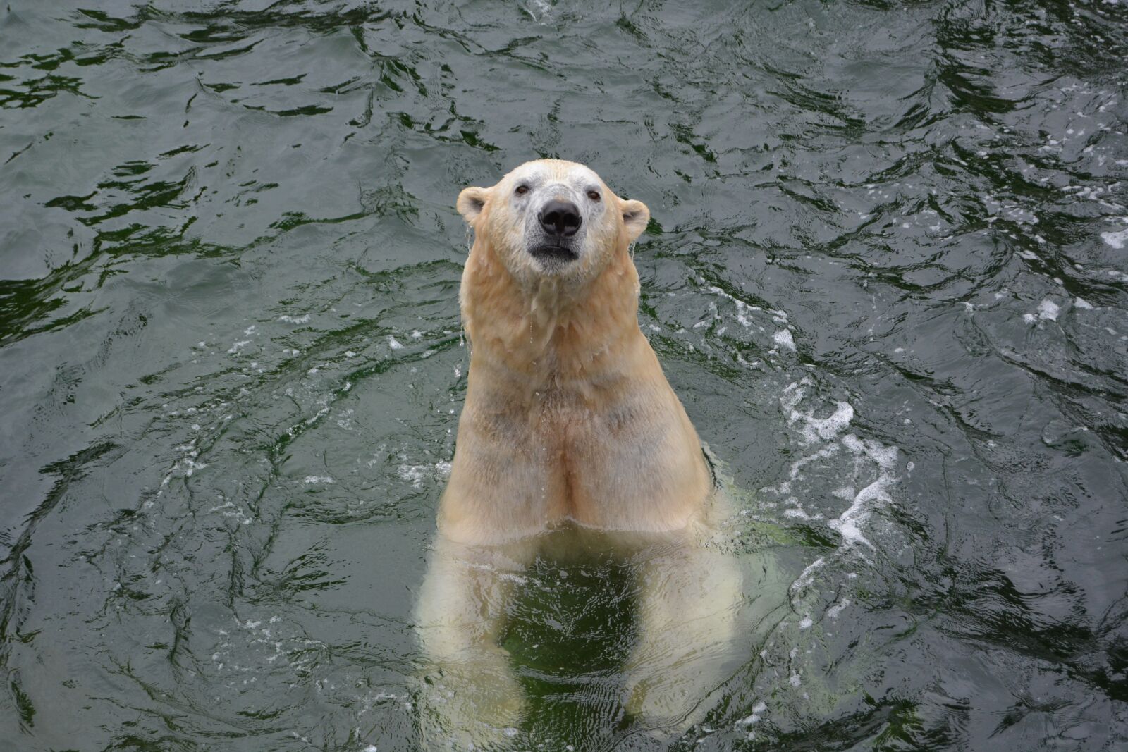 Nikon D5200 sample photo. Polar bear, water, predator photography