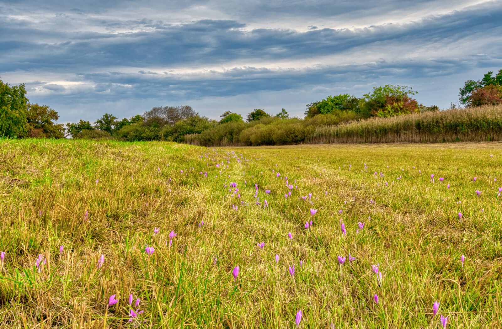 Nikon D7500 sample photo. Nature, field, flowers photography