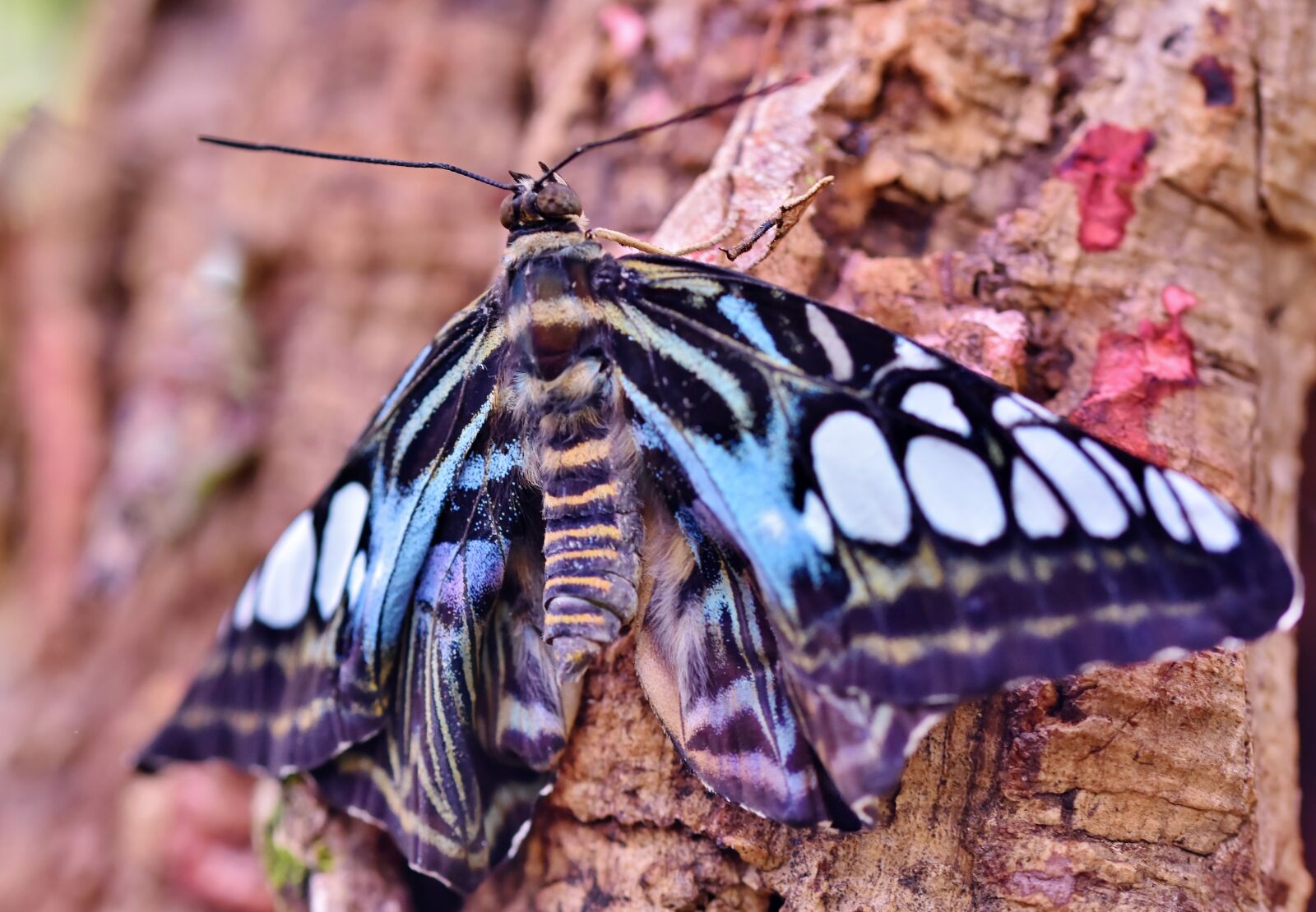 Nikon D7200 sample photo. Butterfly, tropical butterfly, exotic photography