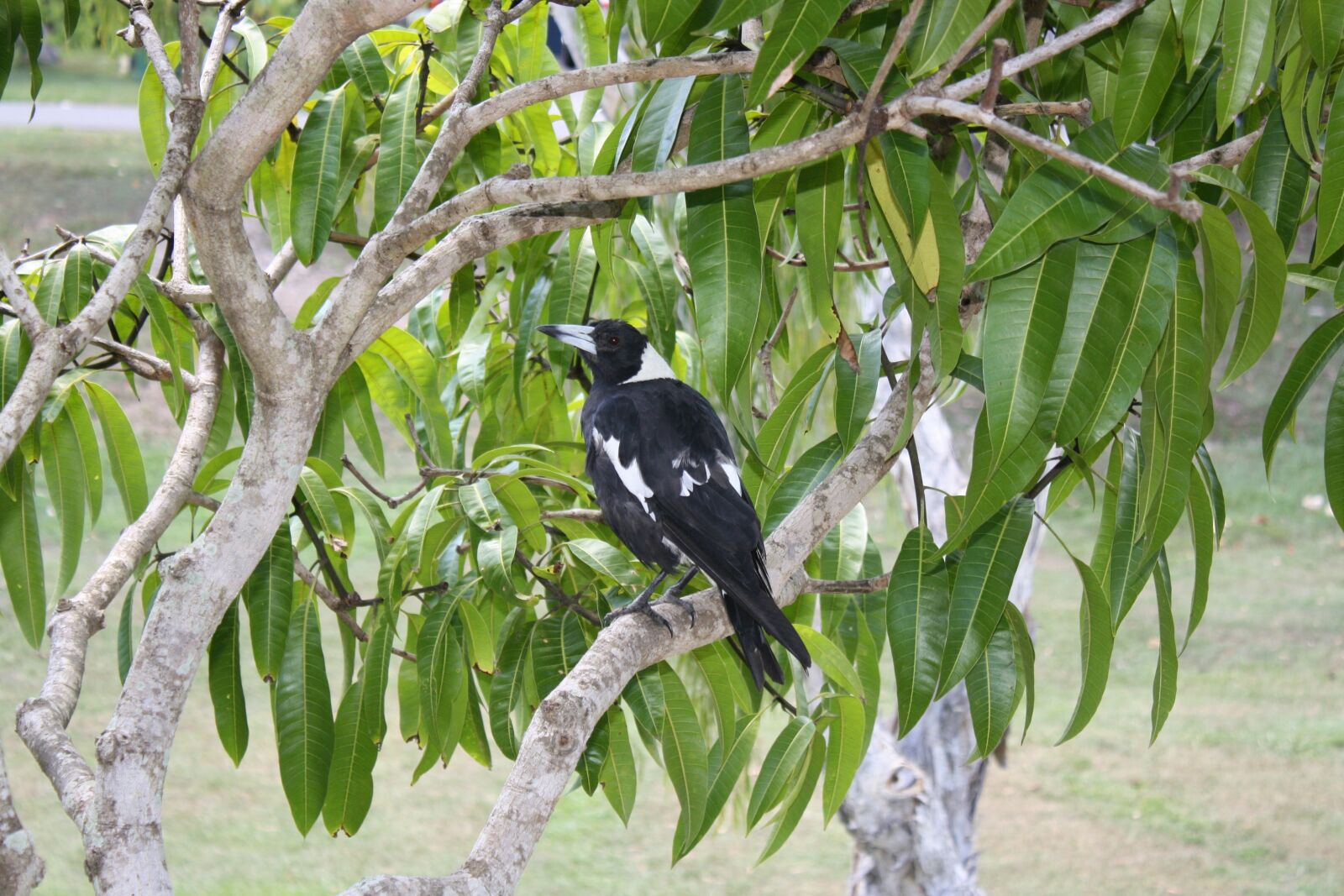 Canon EOS 1000D (EOS Digital Rebel XS / EOS Kiss F) sample photo. Magpie, bird, australia photography