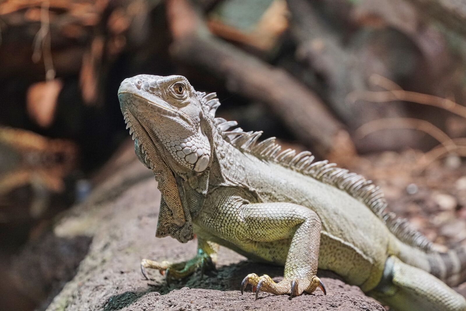 Sony a6400 sample photo. Bearded dragon, lizard, terrarium photography