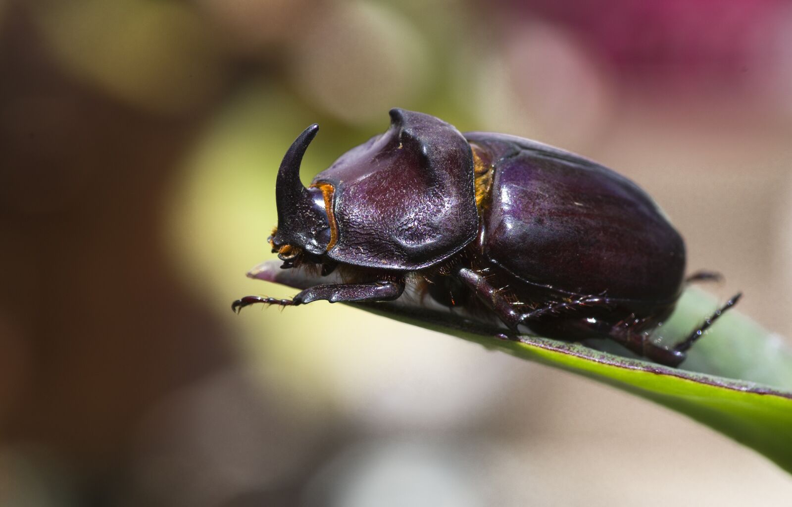 Pentax K-30 sample photo. Rhinoceros beetle, nature, close photography