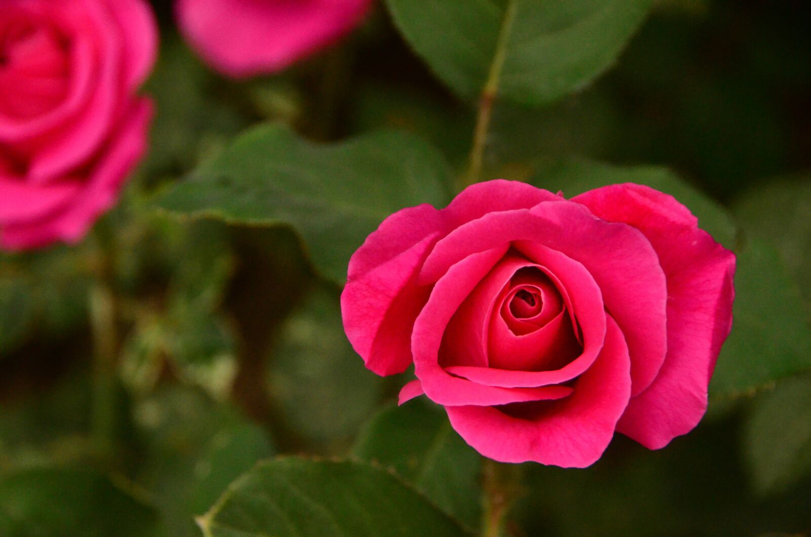 Nikon D7000 sample photo. Rose, flower, petal photography