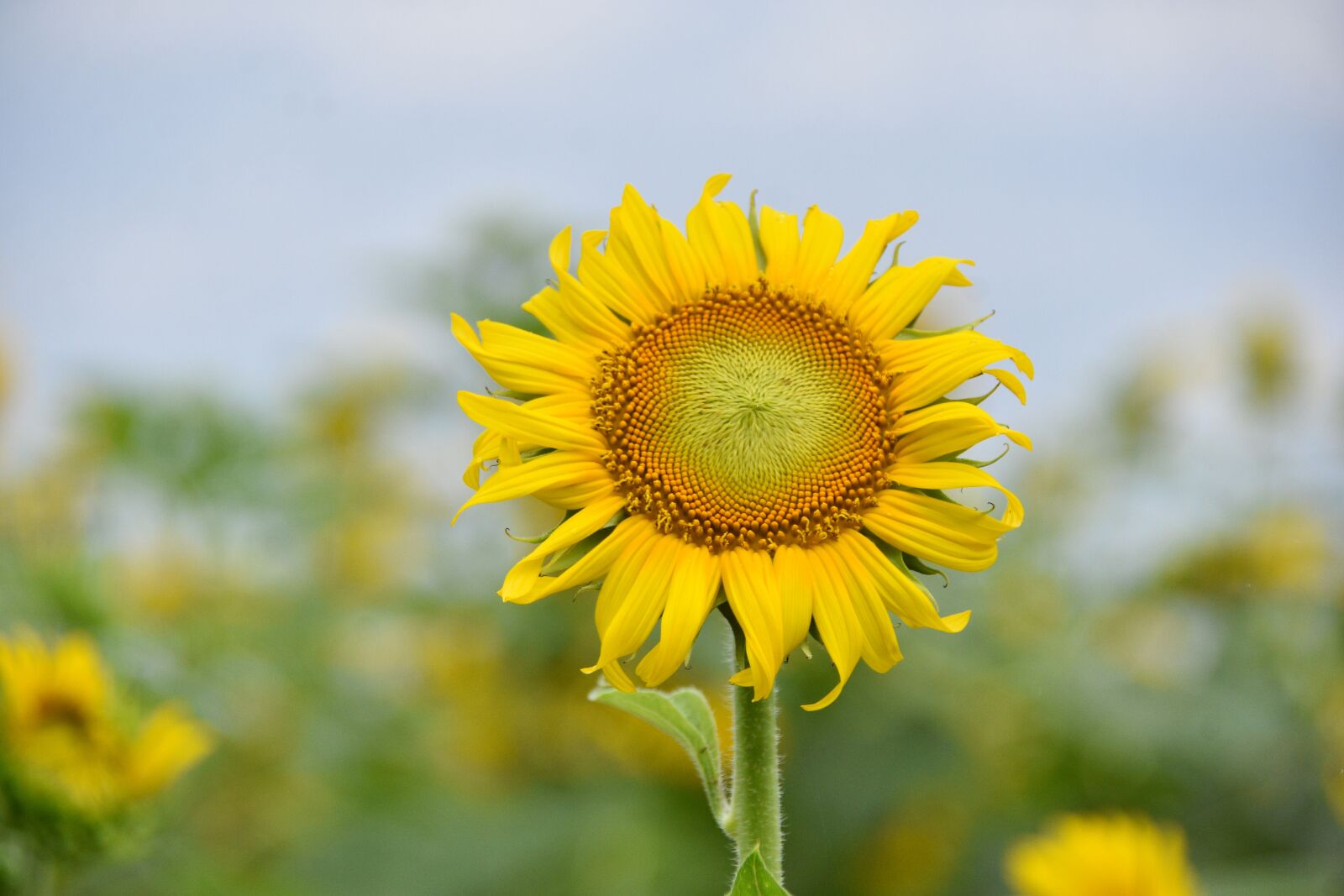 Nikon D7200 sample photo. Sunflowers, blooming, nice photography
